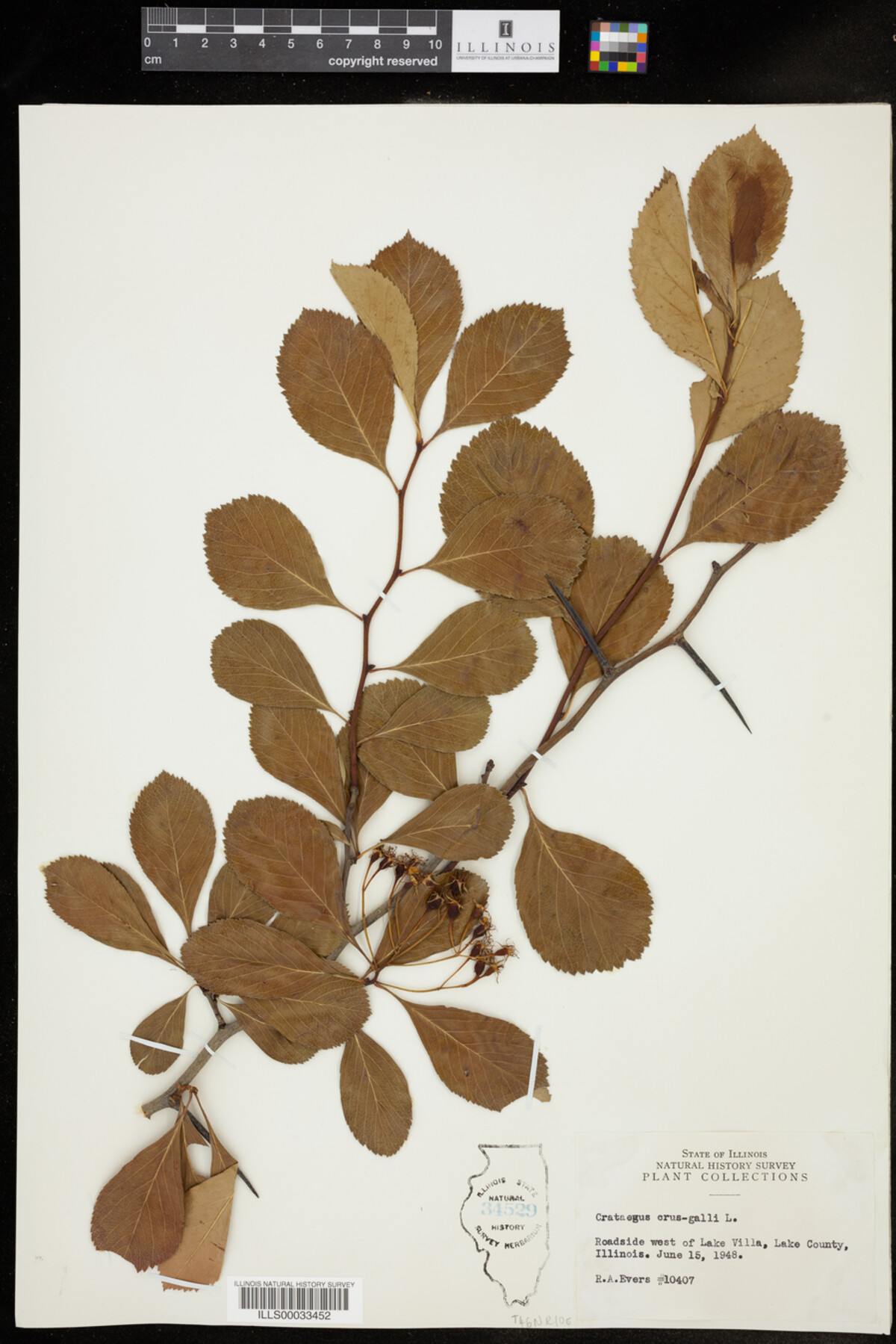 Crataegus crus-galli image