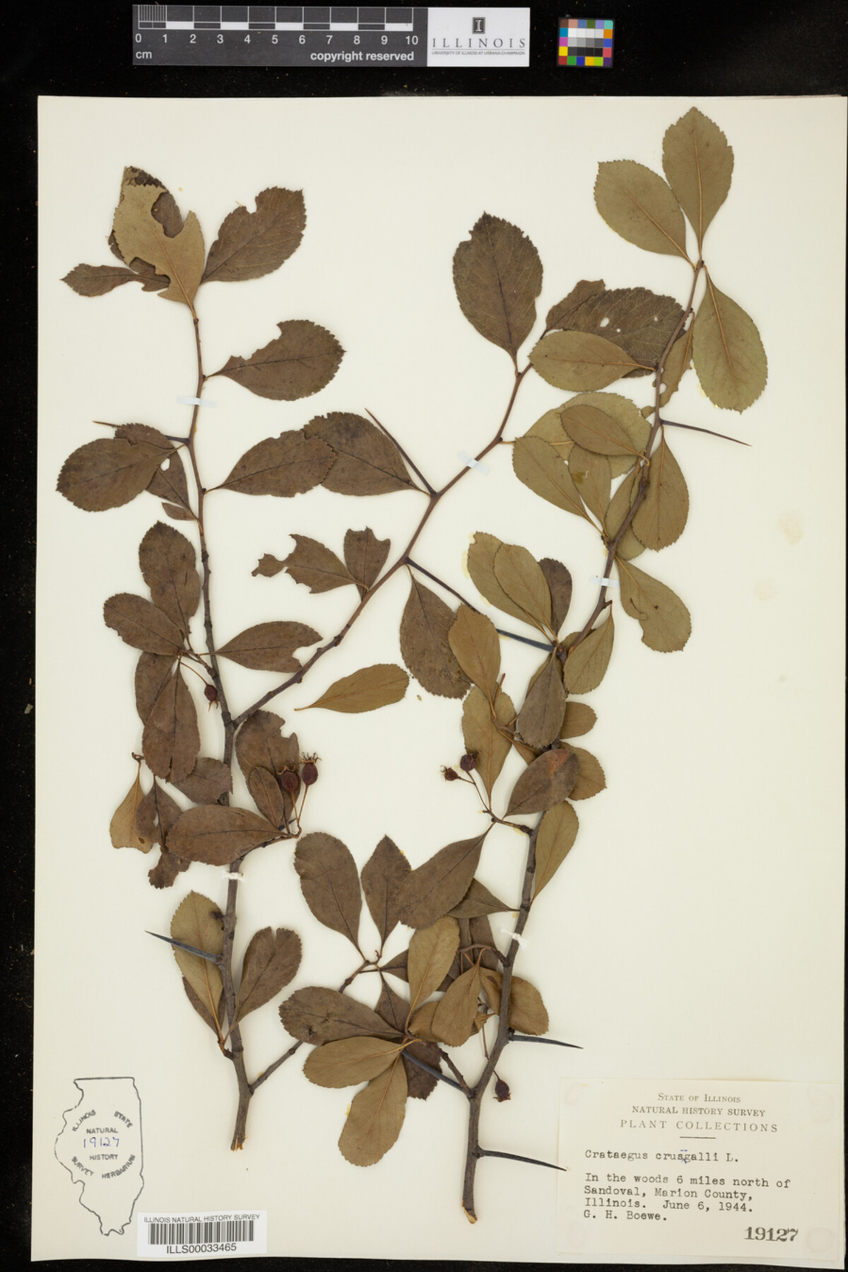 Crataegus crus-galli image