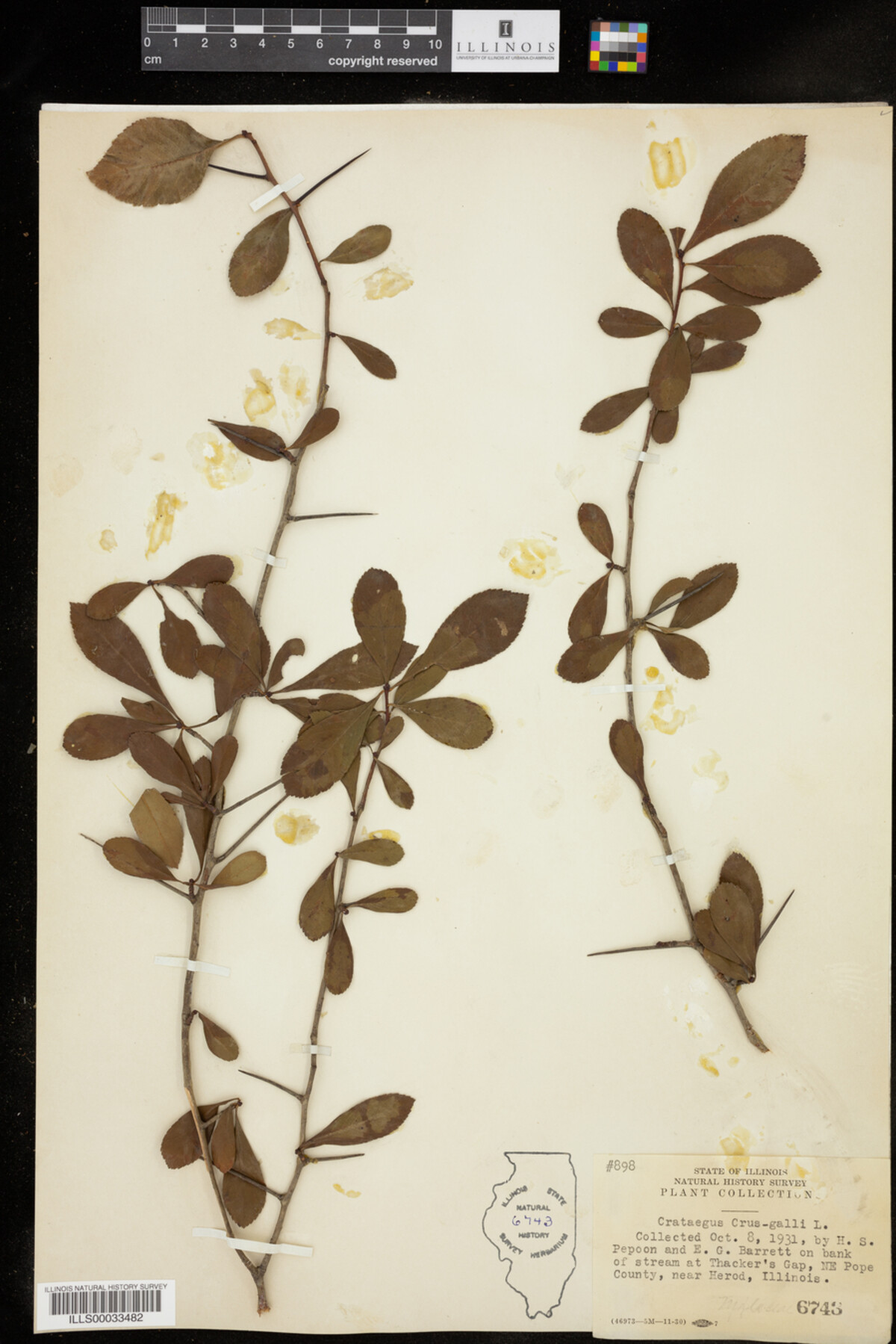 Crataegus crus-galli image