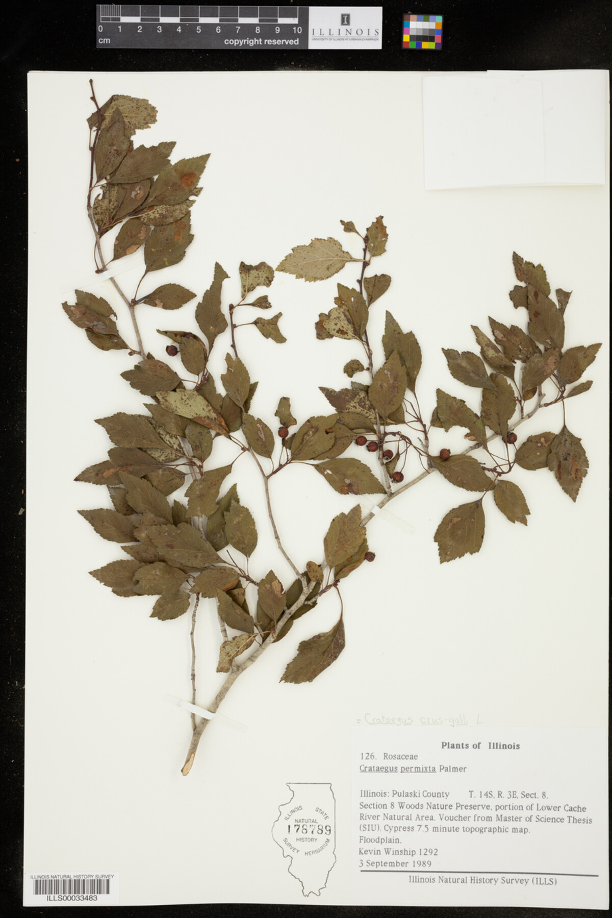 Crataegus crus-galli image