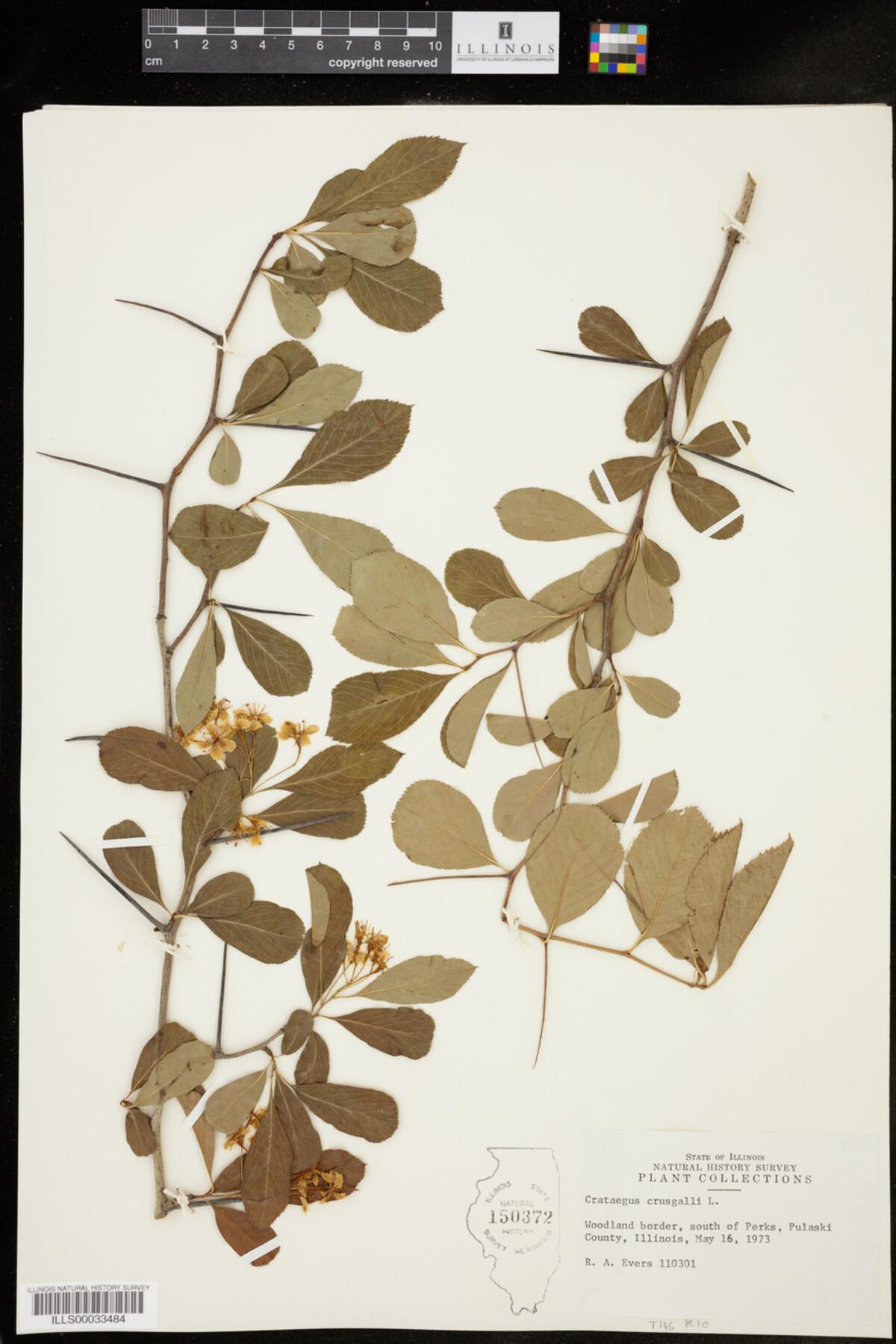 Crataegus crus-galli image