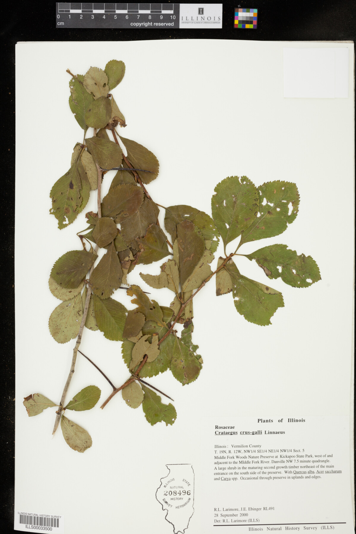 Crataegus crus-galli image