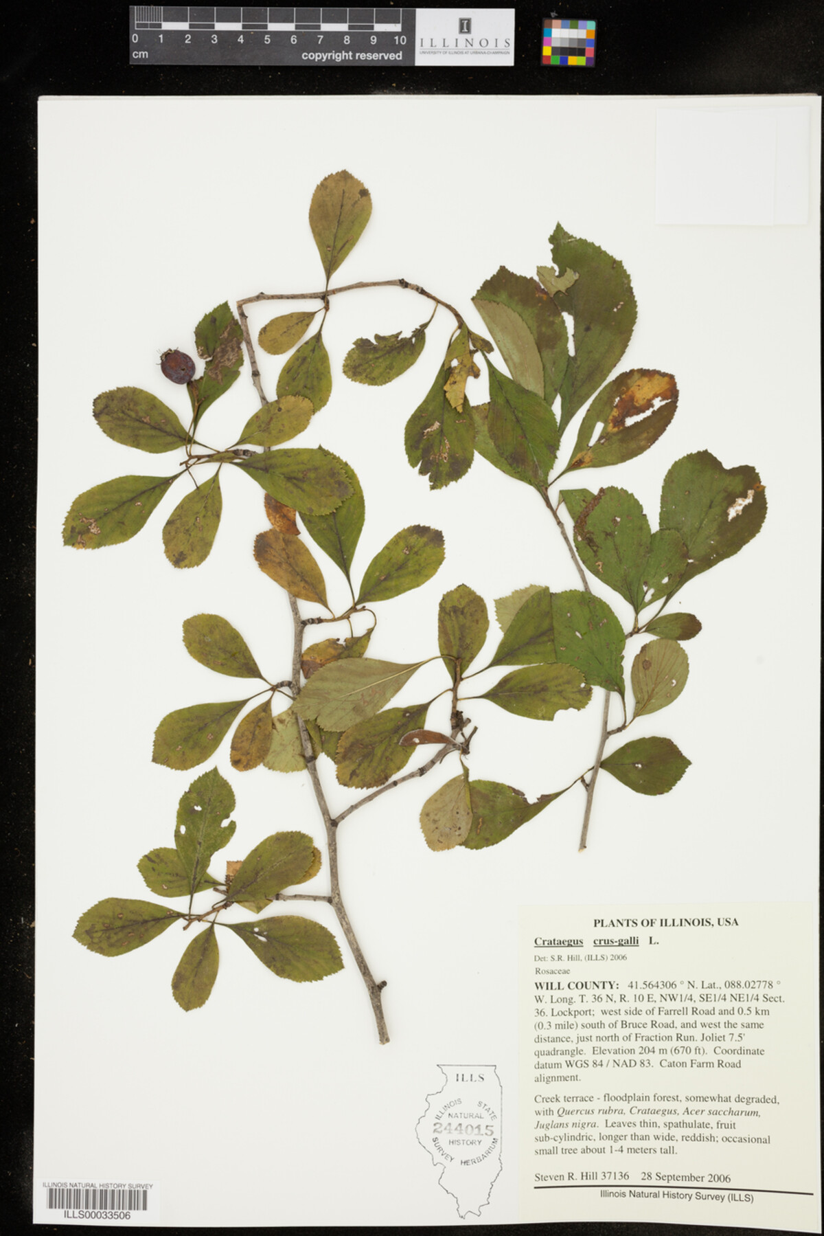 Crataegus crus-galli image