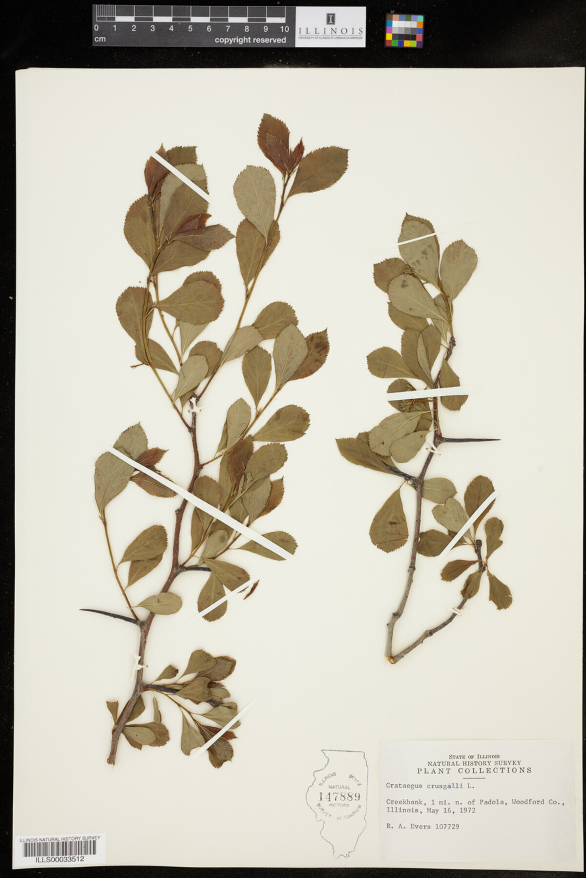 Crataegus crus-galli image