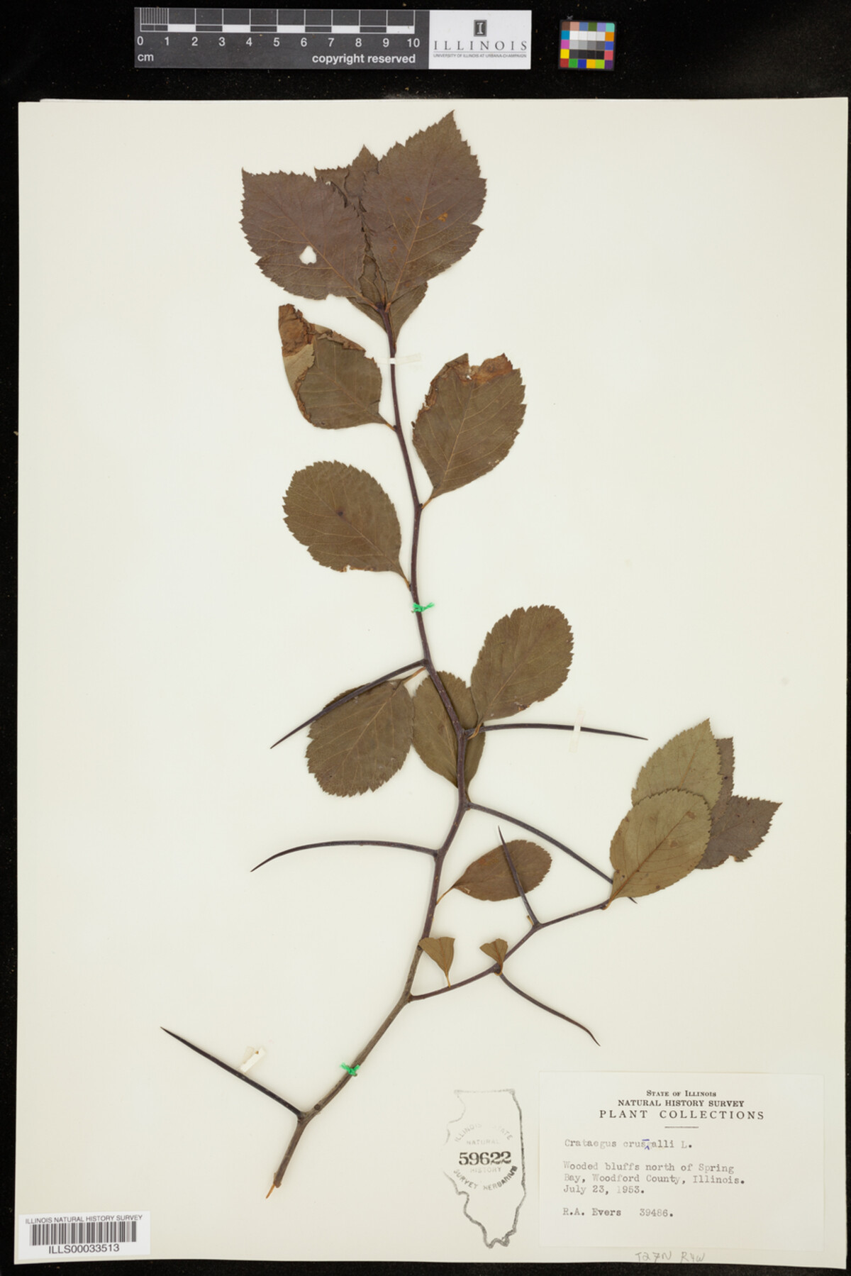 Crataegus crus-galli image