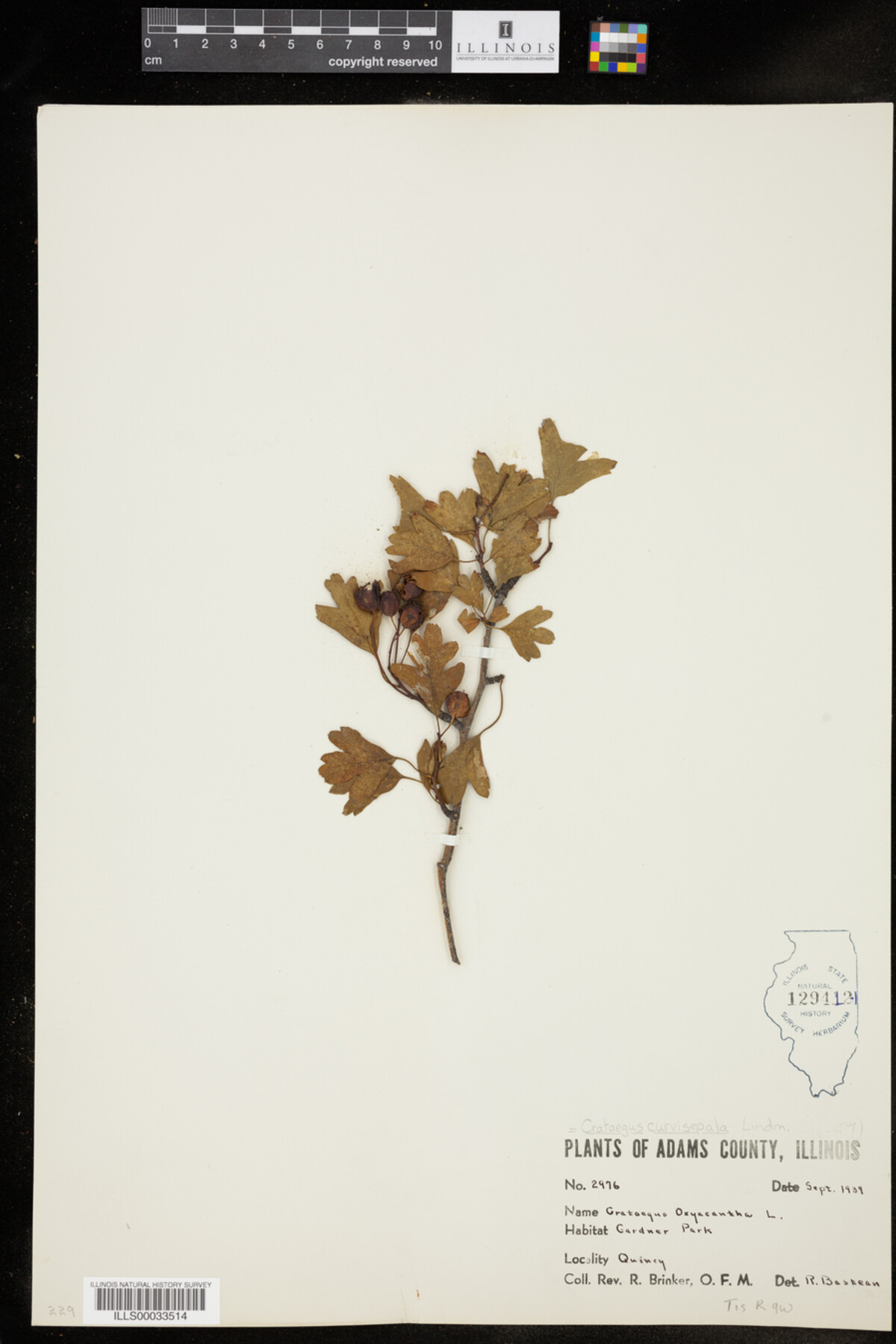 Crataegus monogyna image
