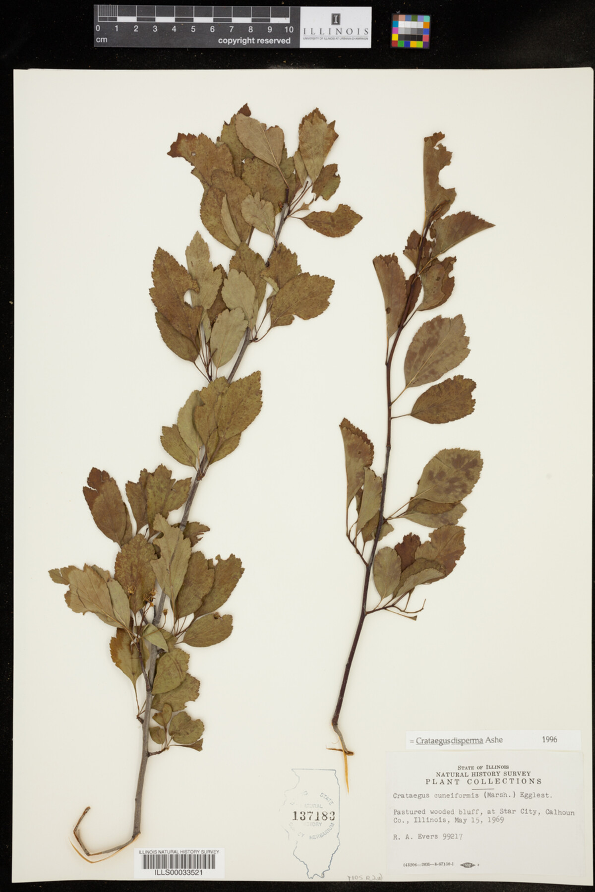 Crataegus disperma image