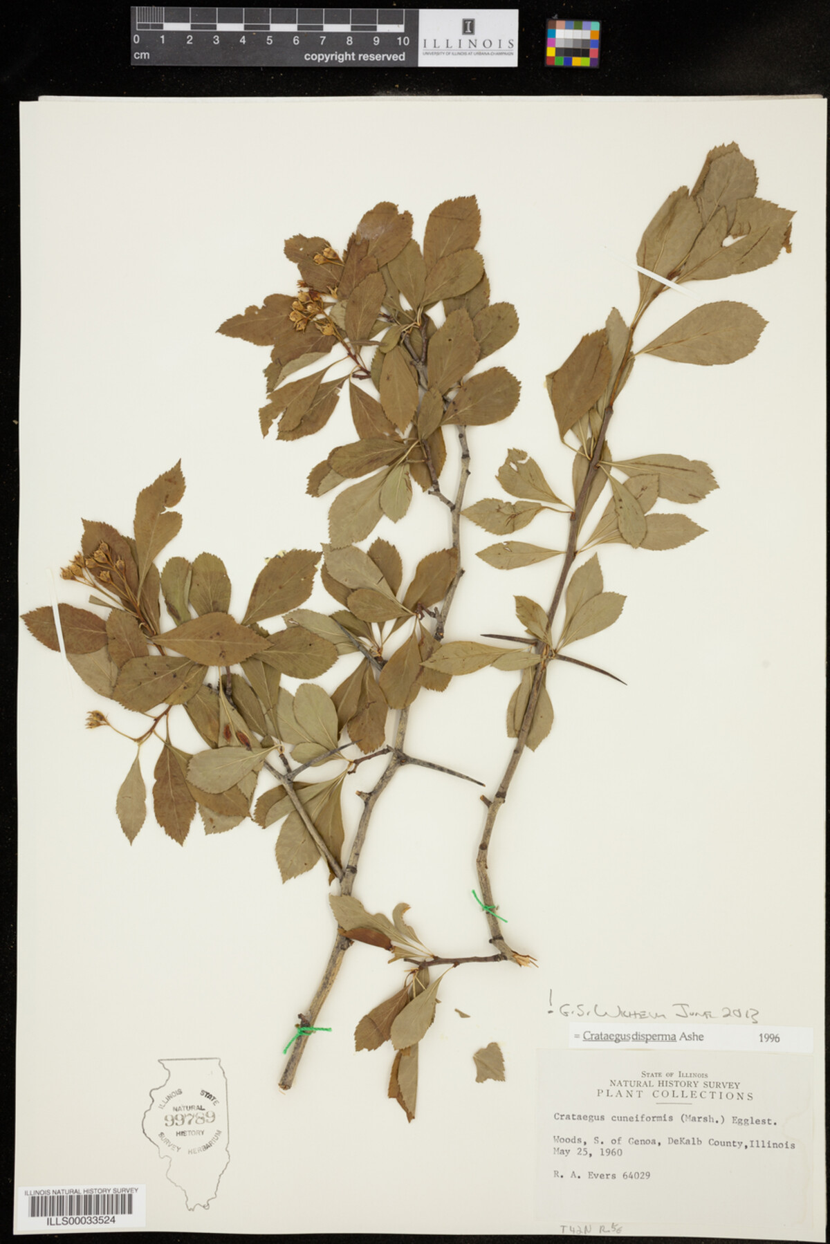 Crataegus disperma image