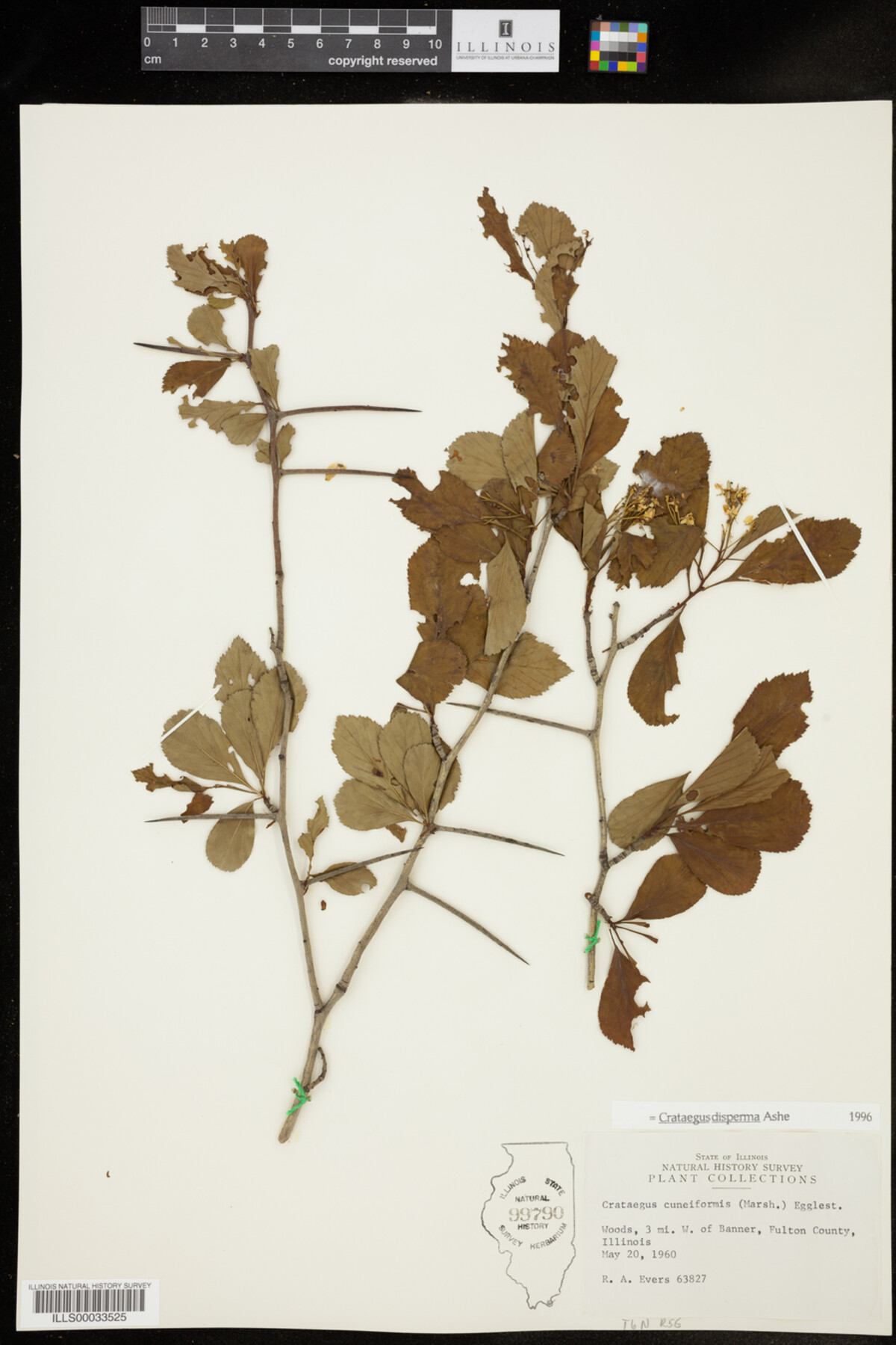 Crataegus disperma image