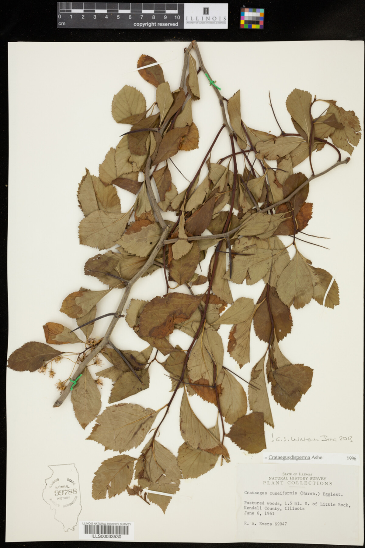 Crataegus disperma image