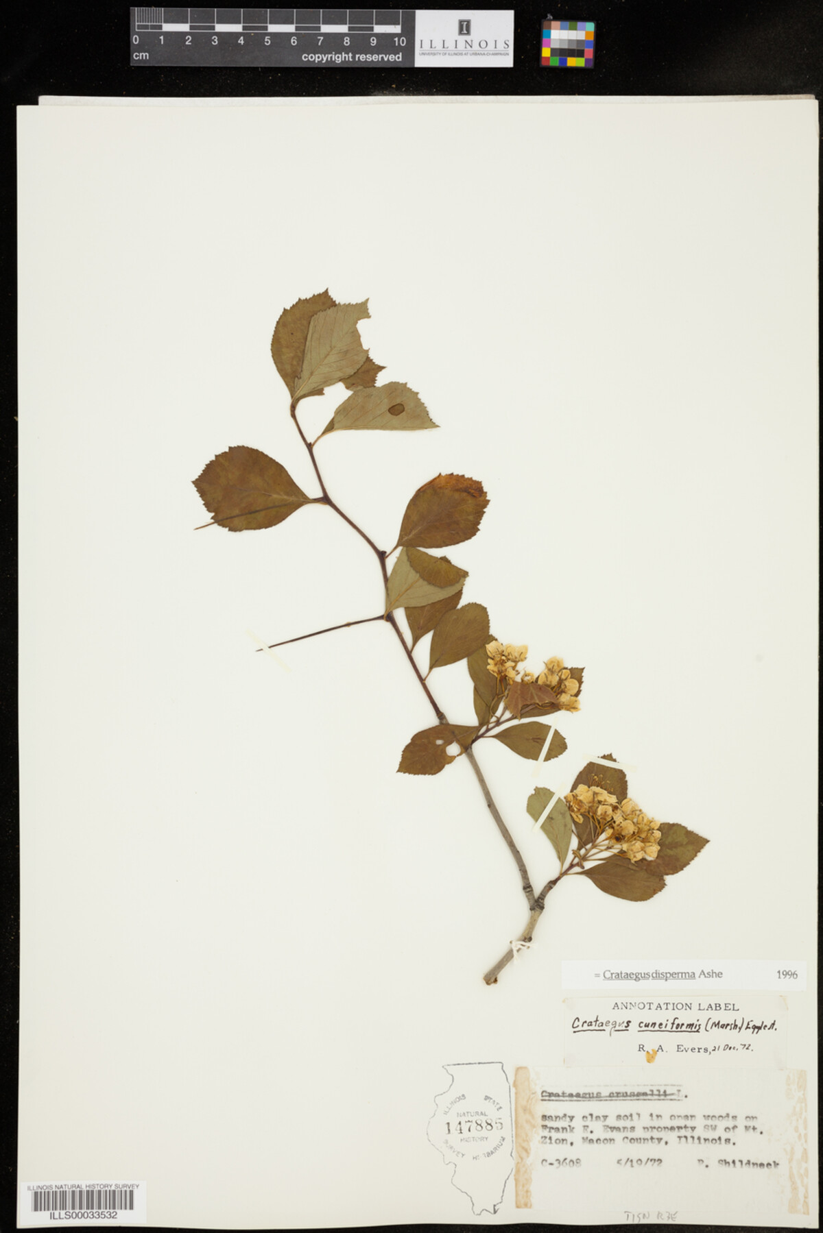 Crataegus disperma image