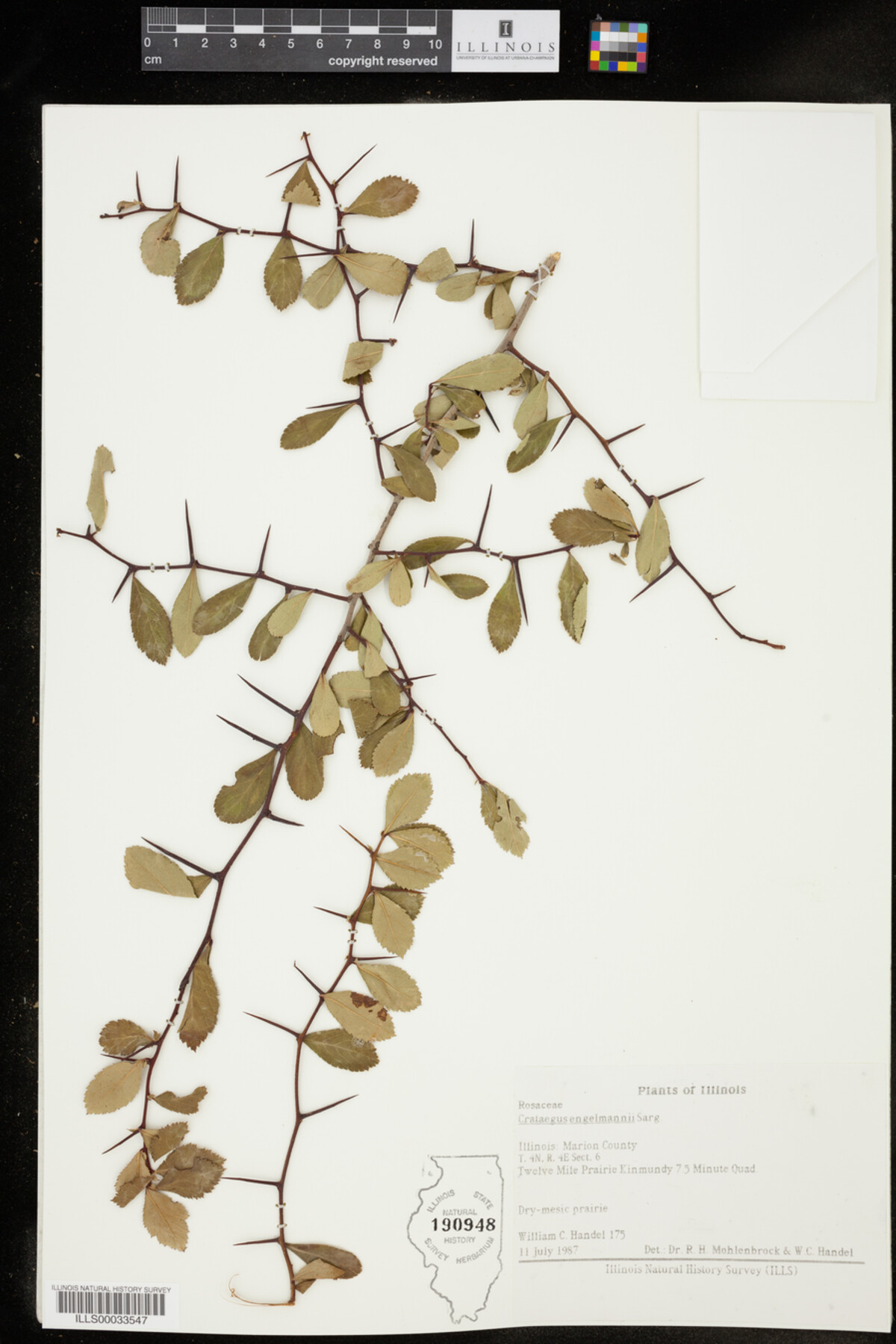 Crataegus engelmannii image