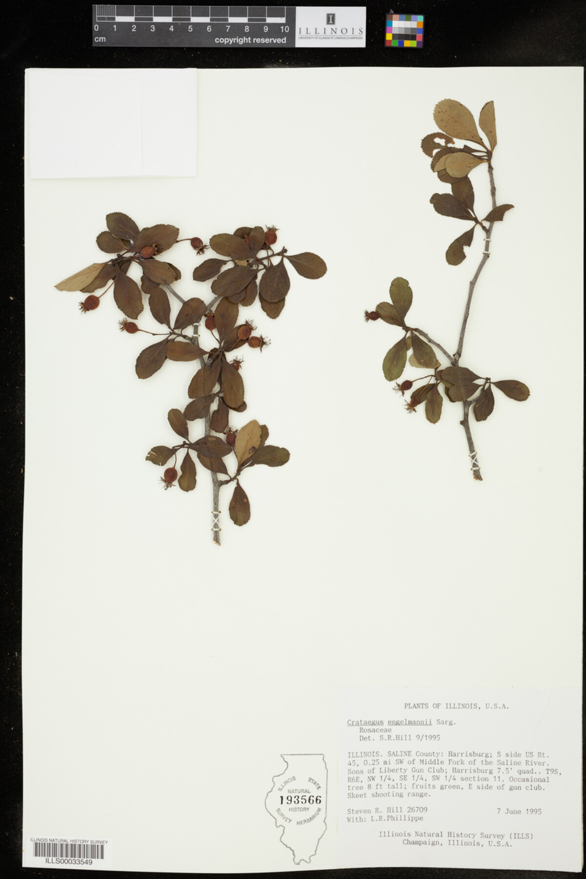 Crataegus engelmannii image