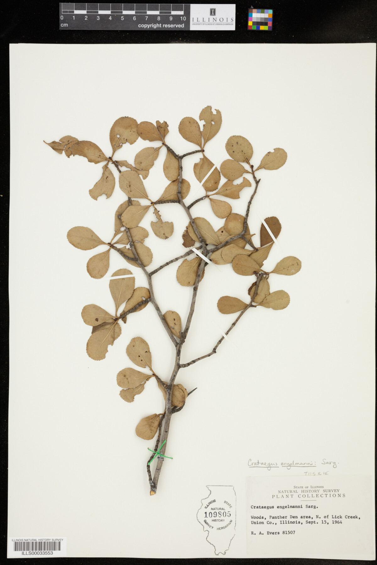 Crataegus engelmannii image