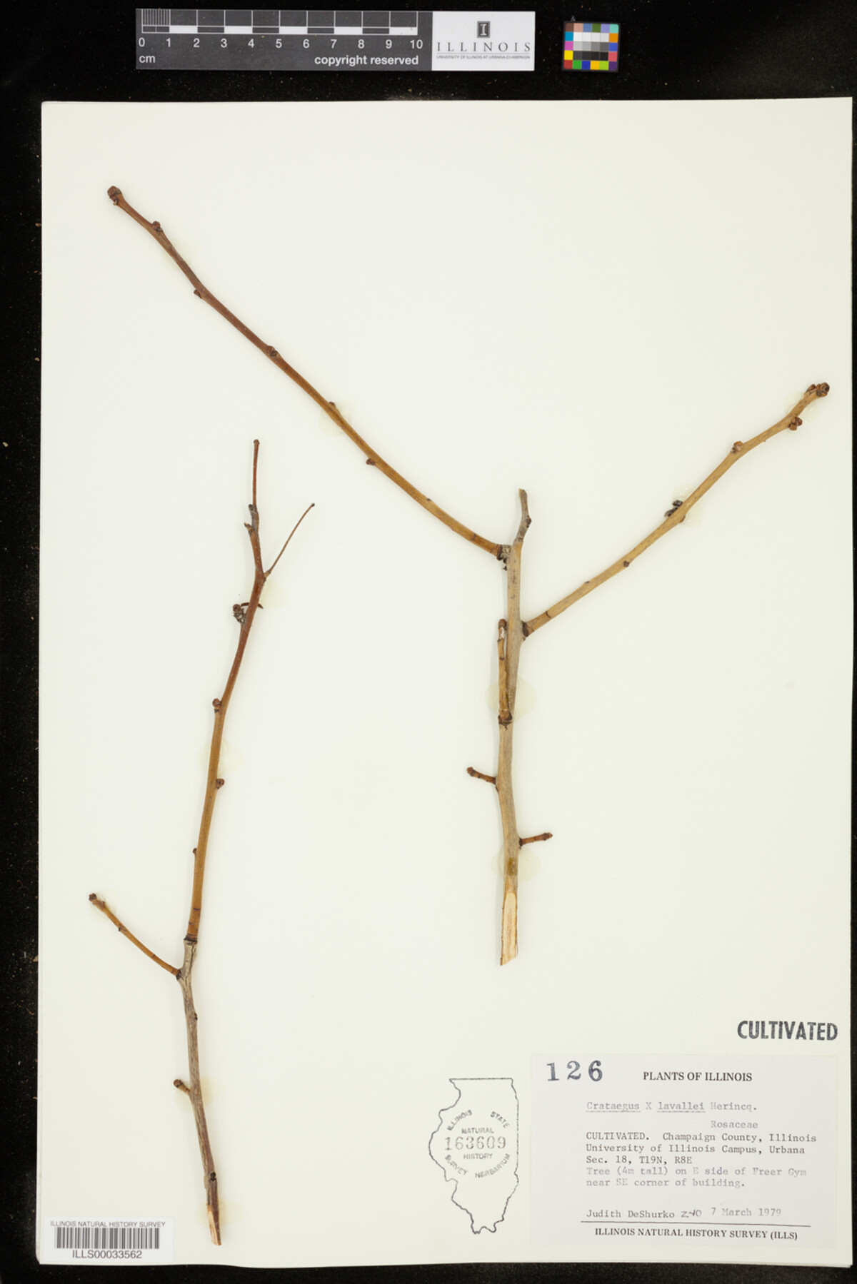 Crataegus X lavallei image