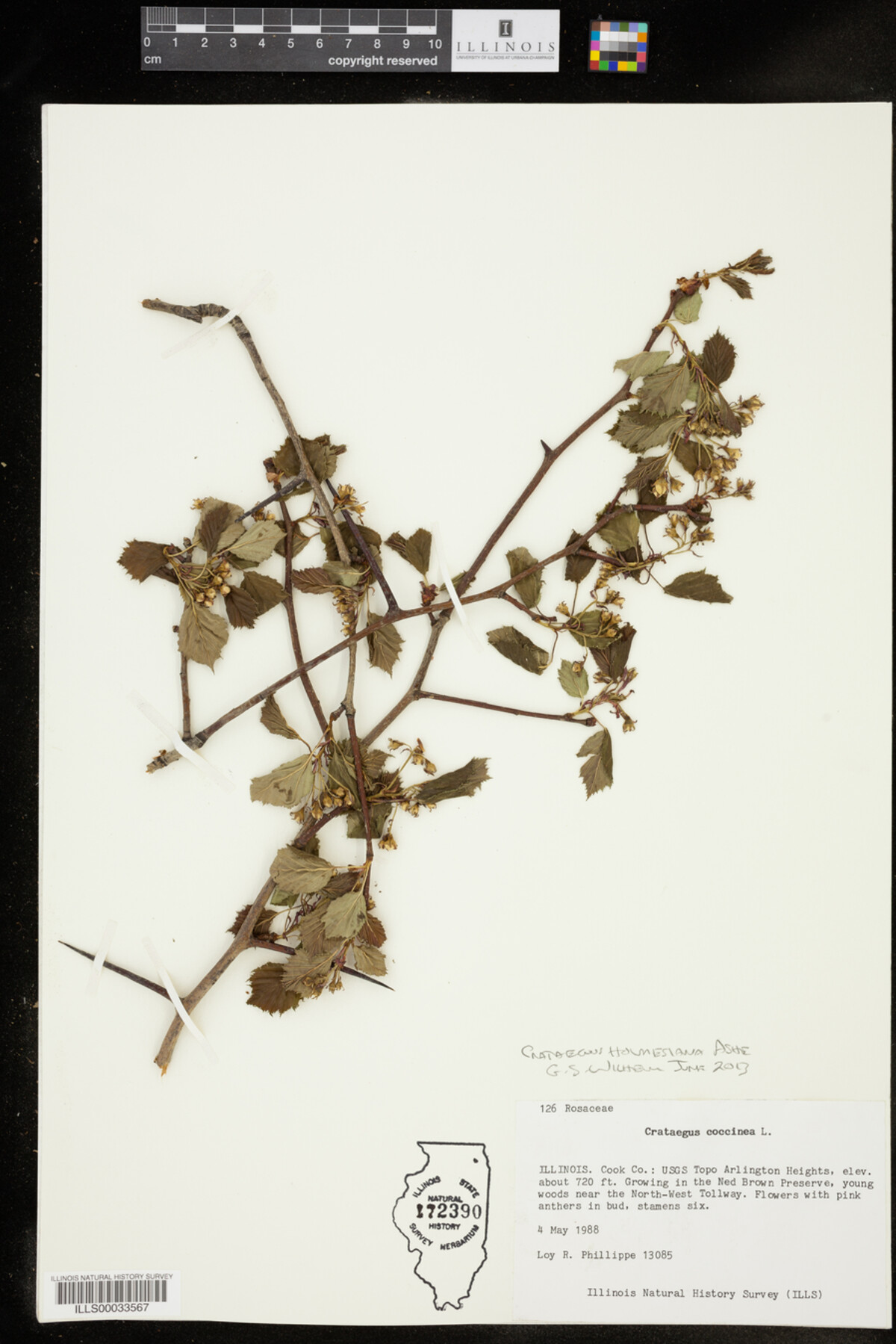 Crataegus holmesiana image