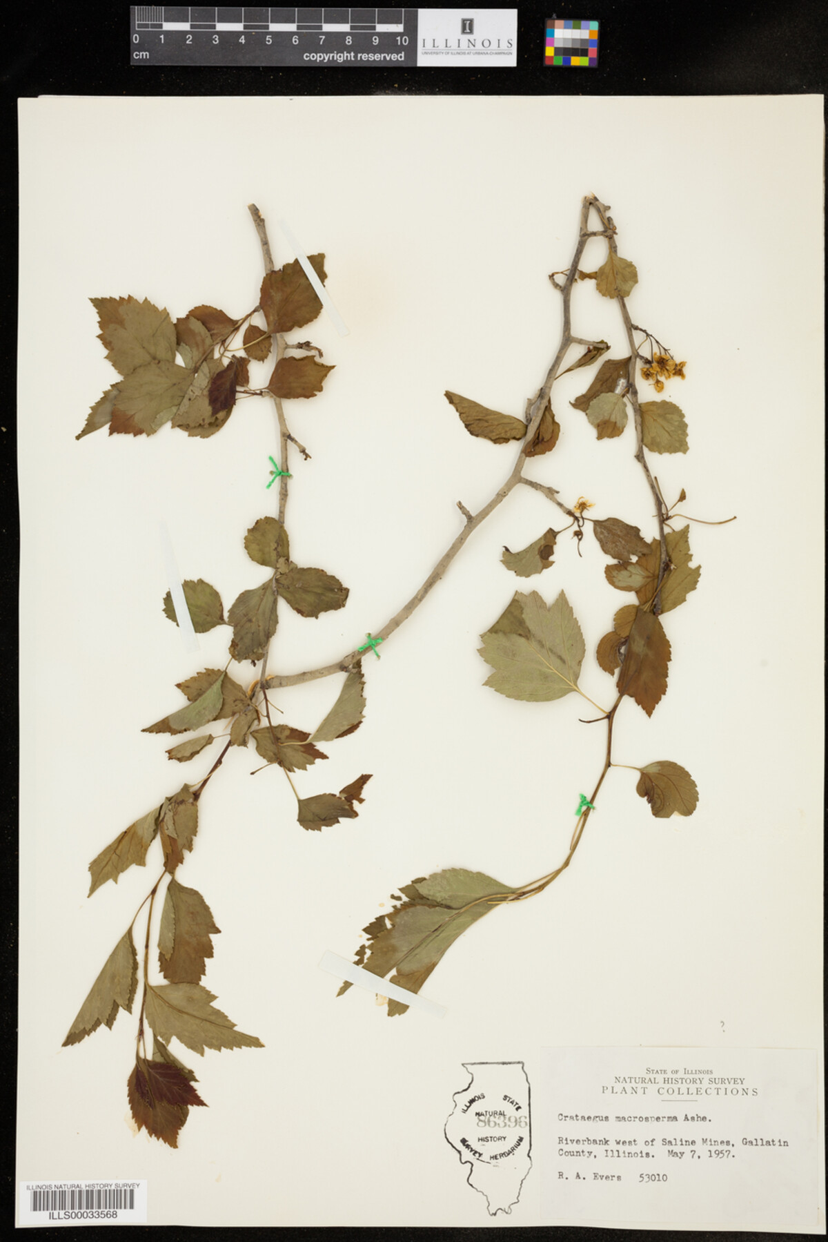 Crataegus macrosperma image