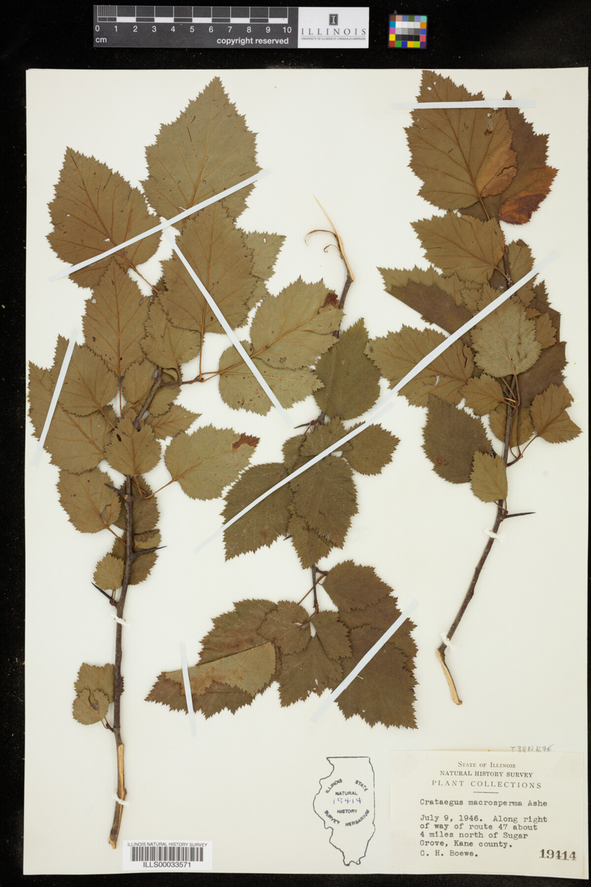 Crataegus macrosperma image
