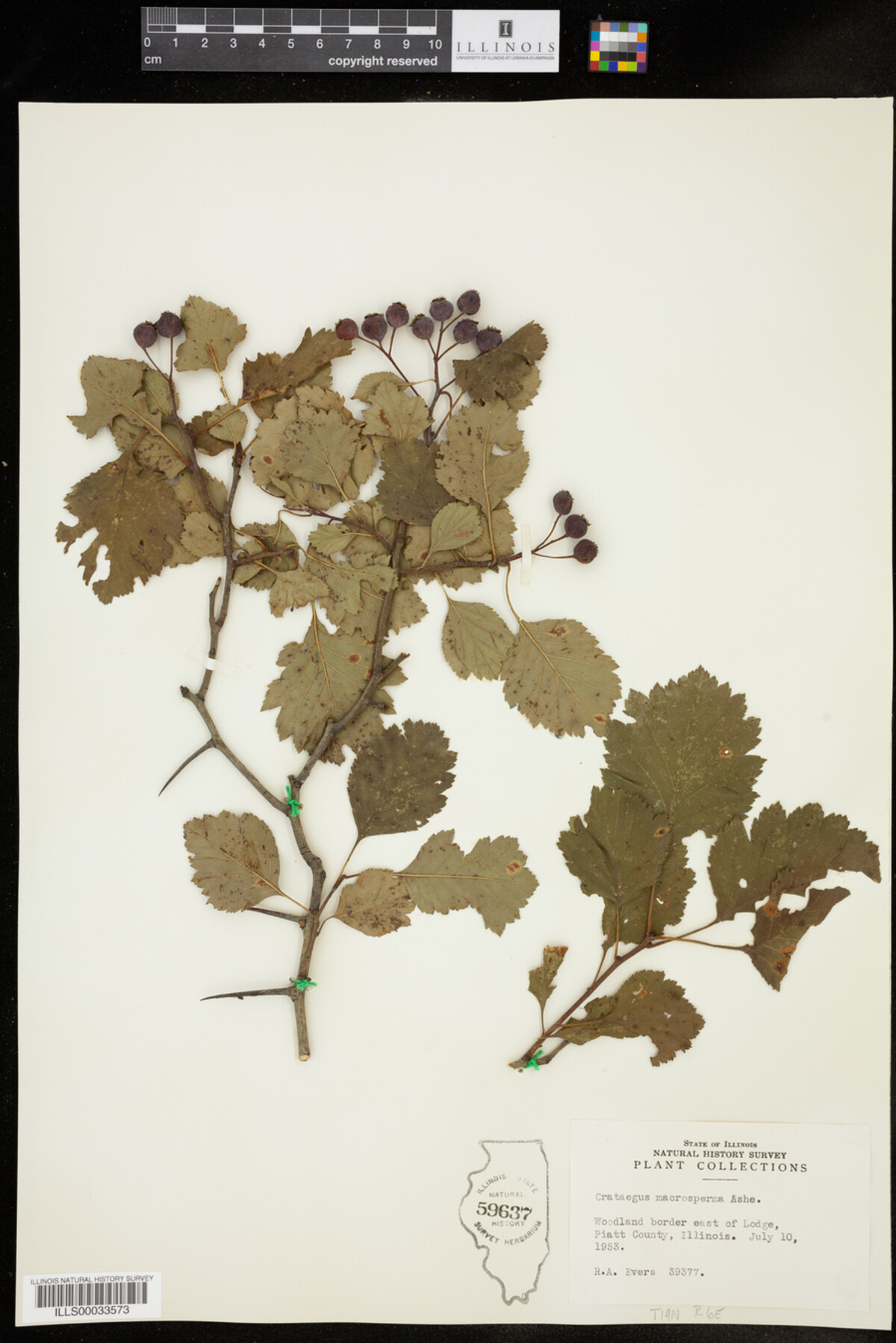 Crataegus macrosperma image