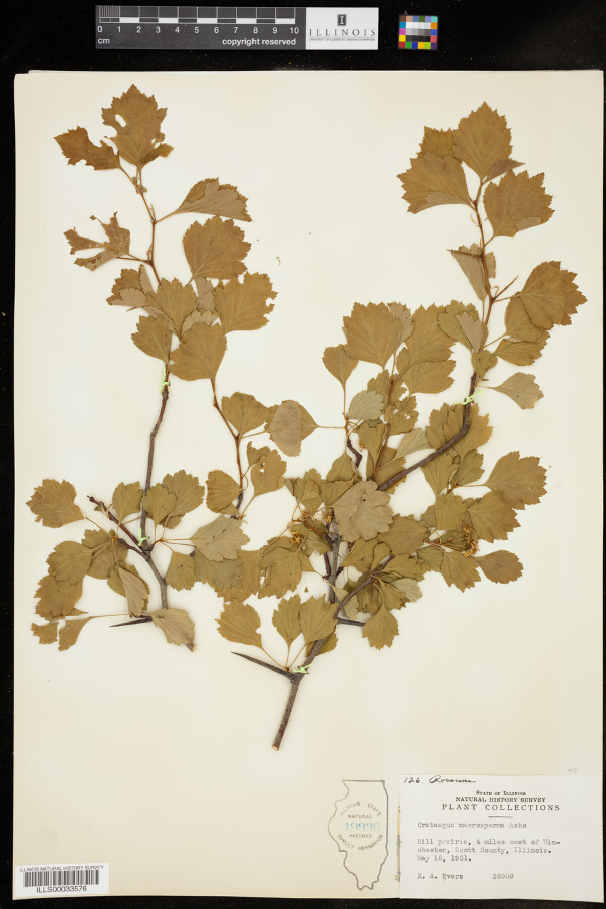 Crataegus macrosperma image