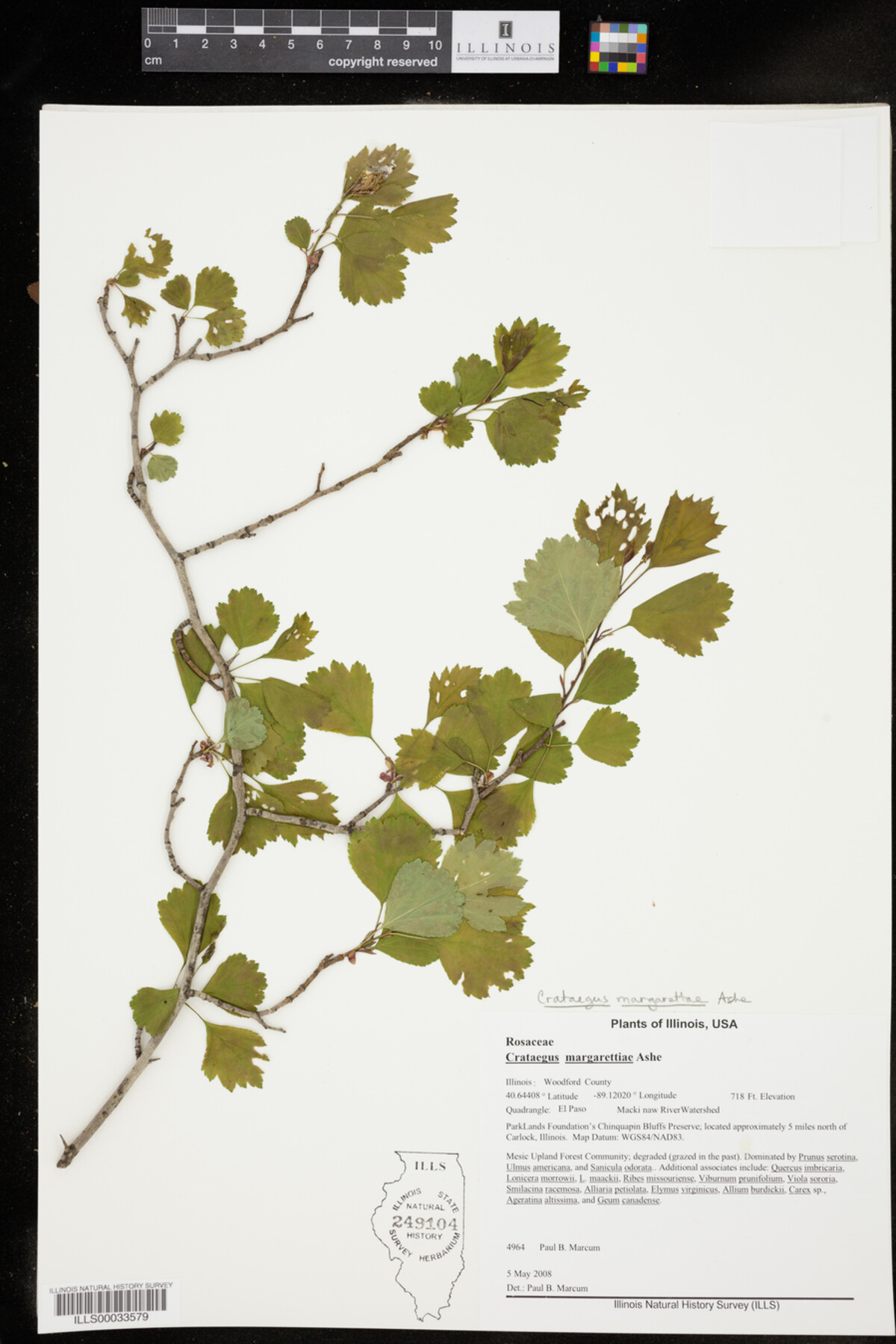 Crataegus margarettae image