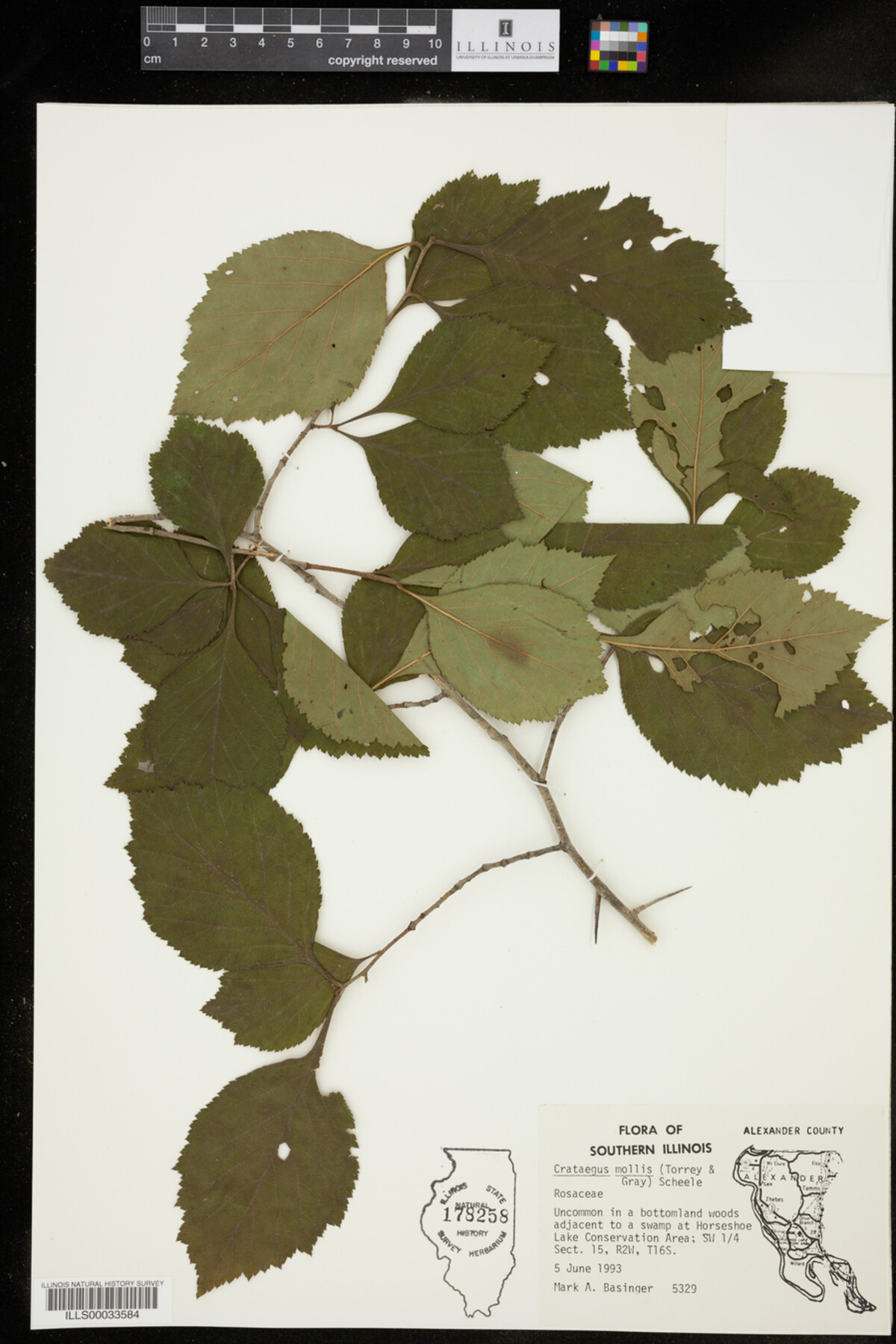 Crataegus image