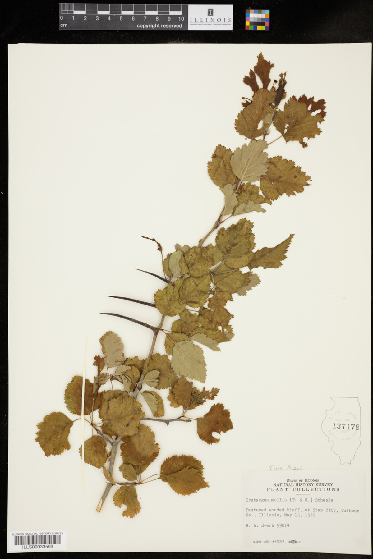 Crataegus mollis image