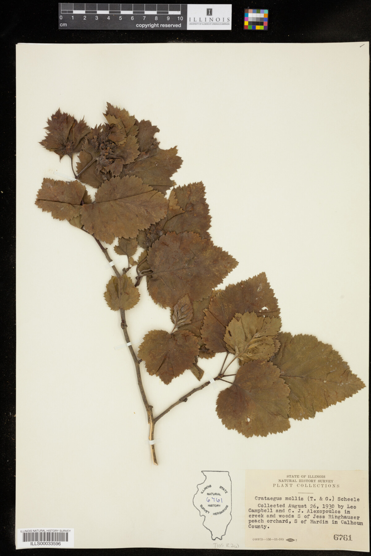 Crataegus mollis image