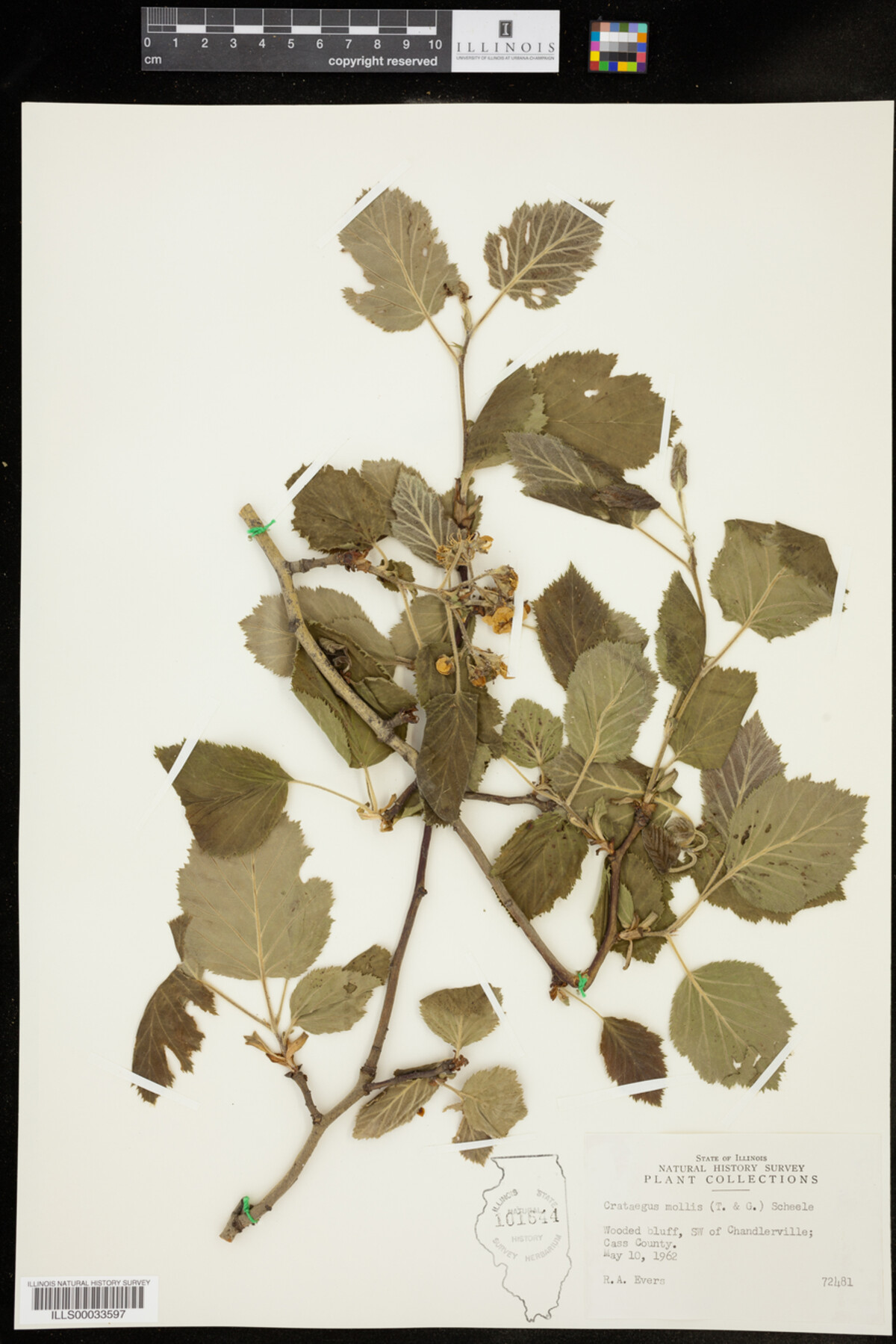 Crataegus mollis image