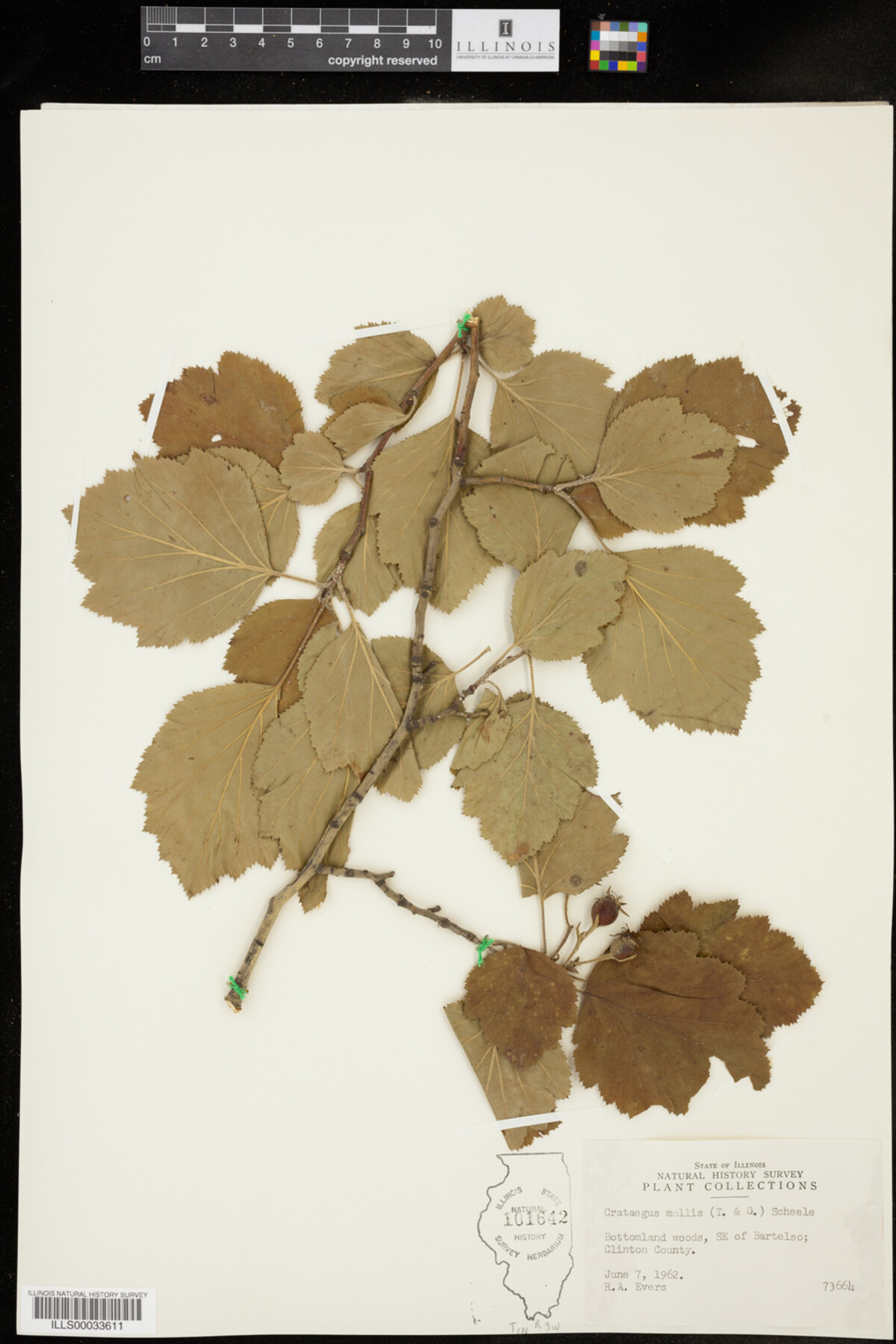 Crataegus mollis image