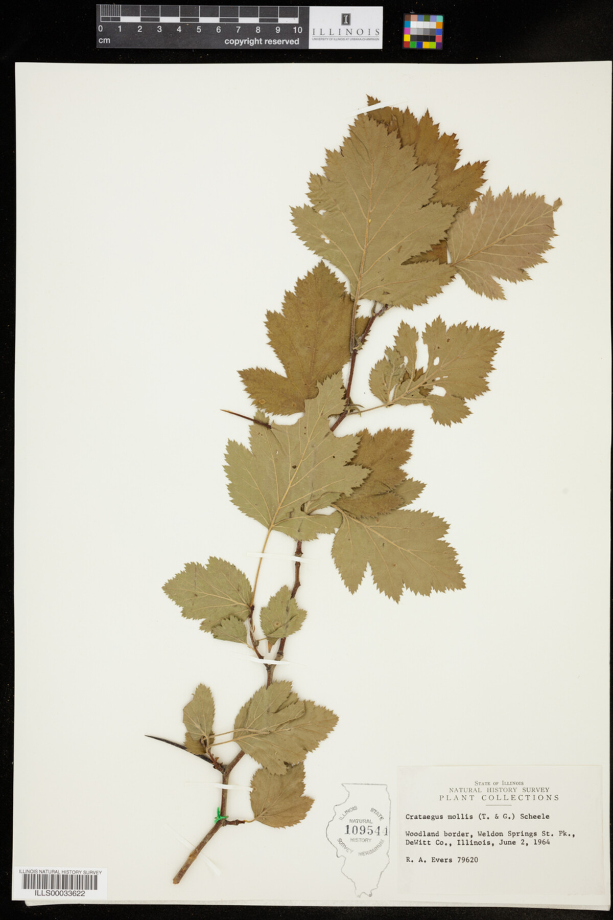 Crataegus mollis image