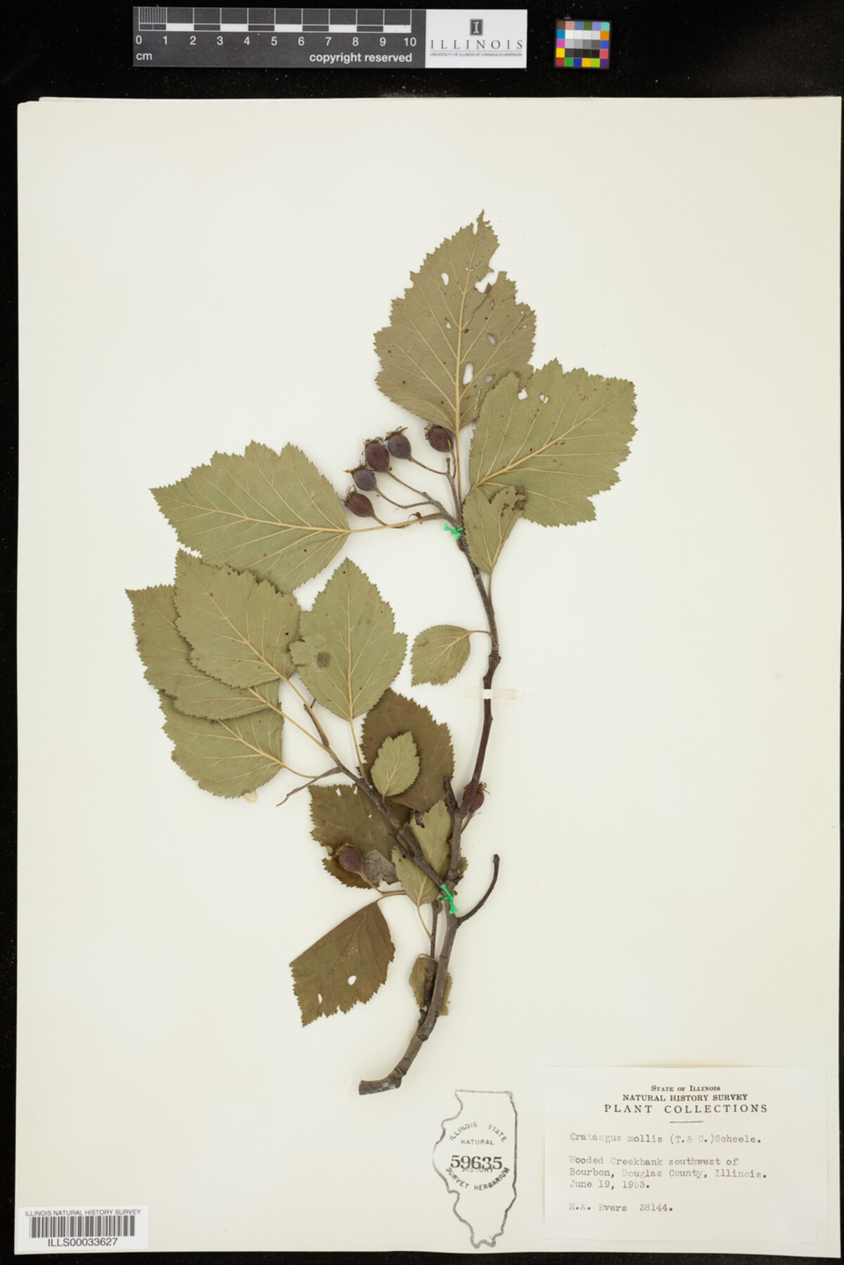 Crataegus mollis image