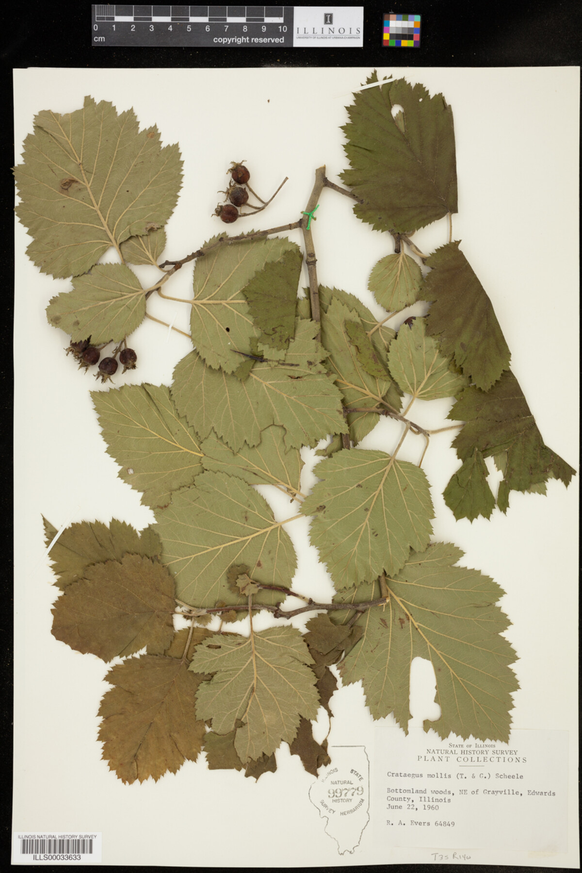 Crataegus mollis image