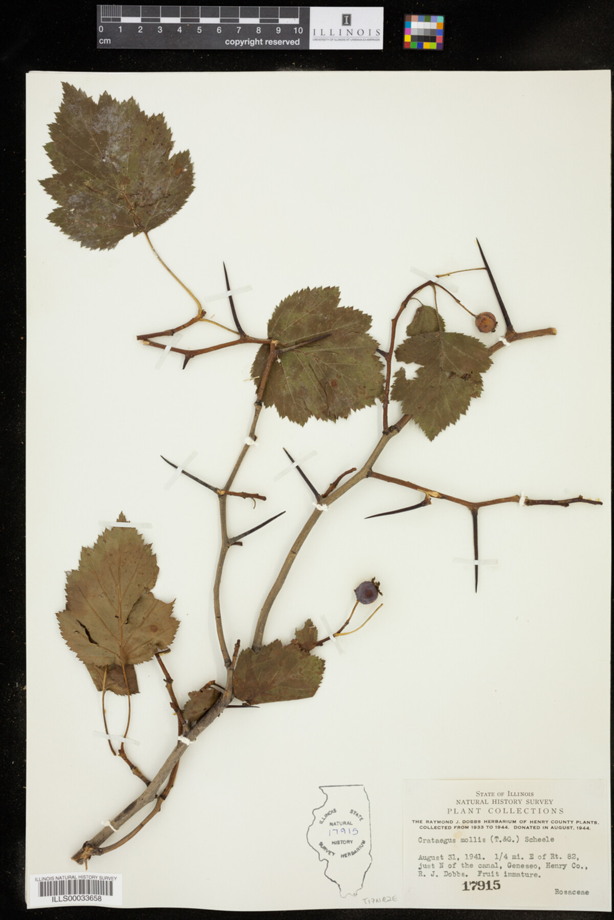 Crataegus mollis image