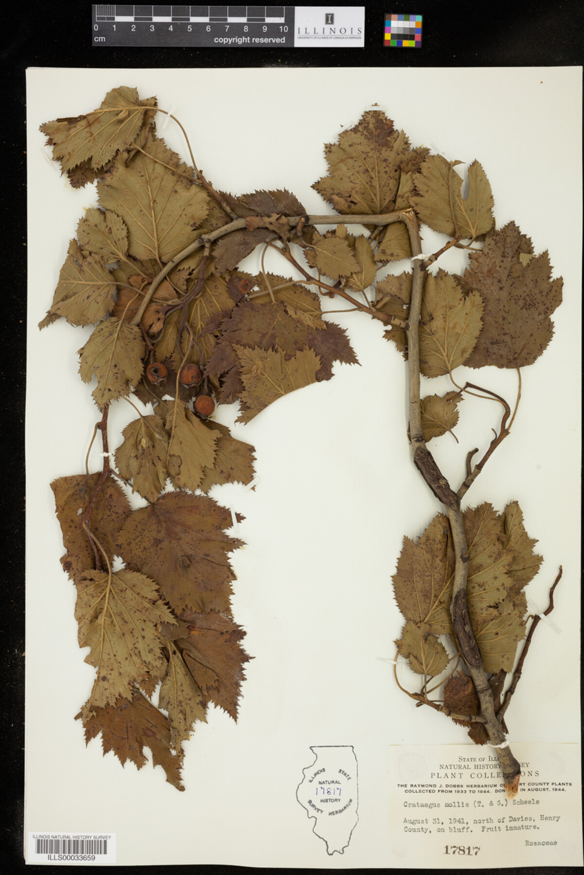 Crataegus mollis image