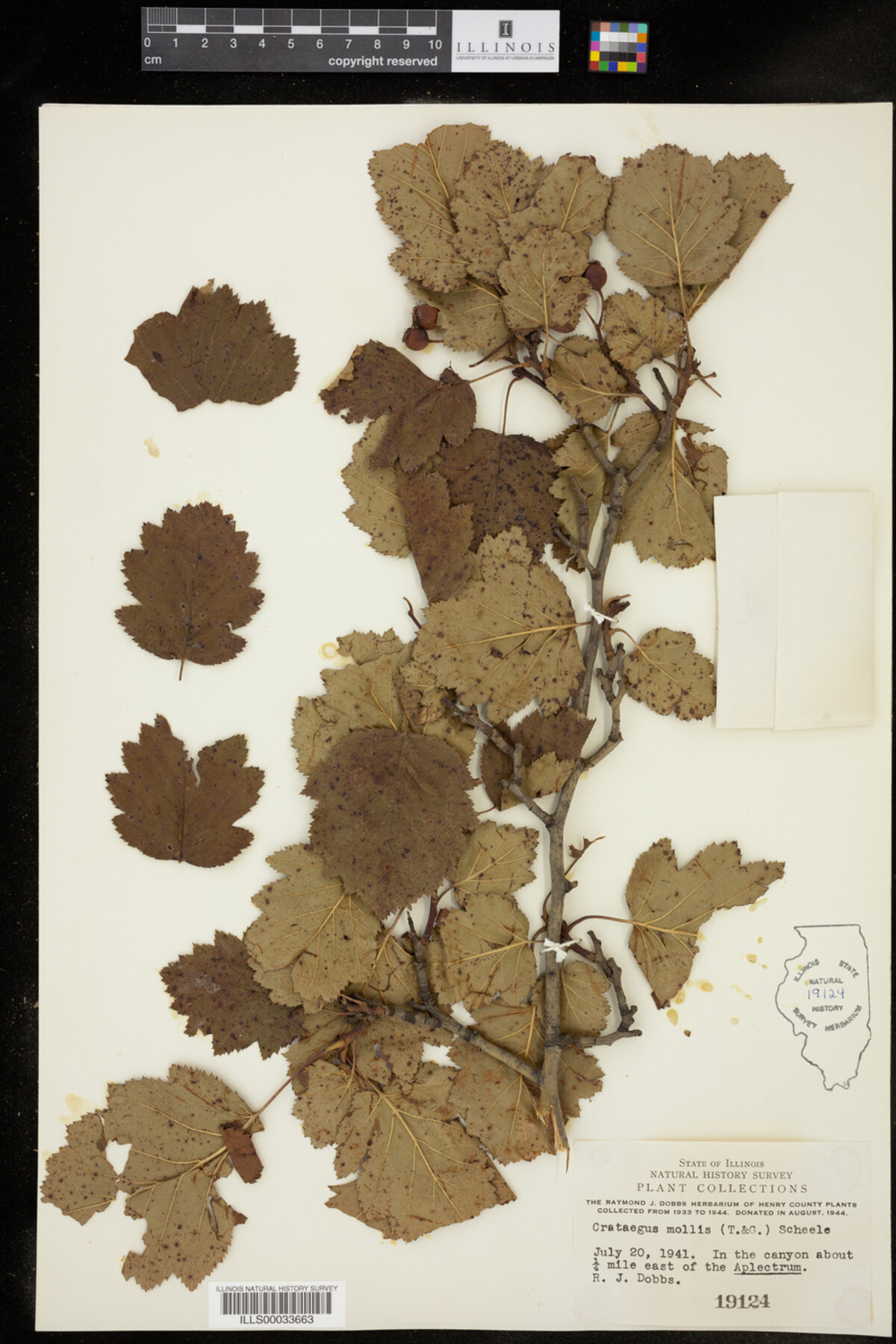 Crataegus image