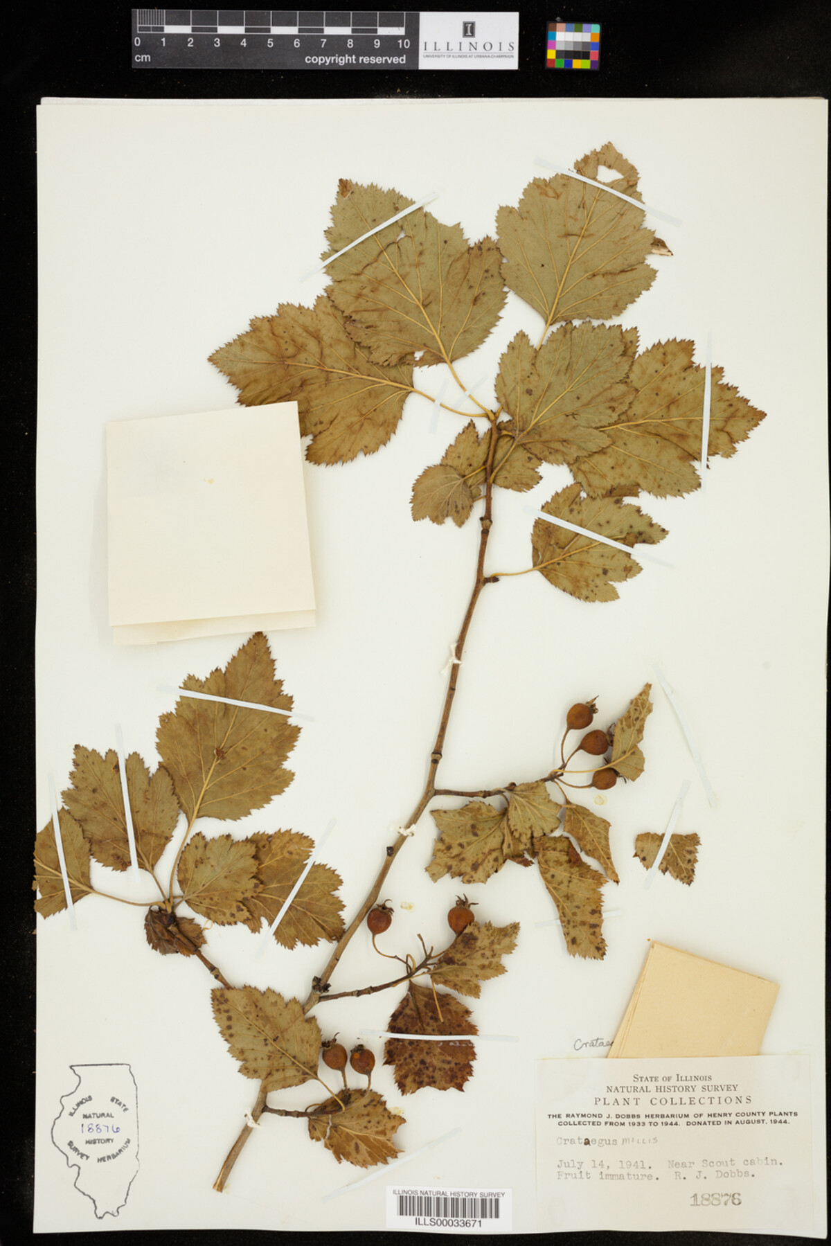 Crataegus mollis image