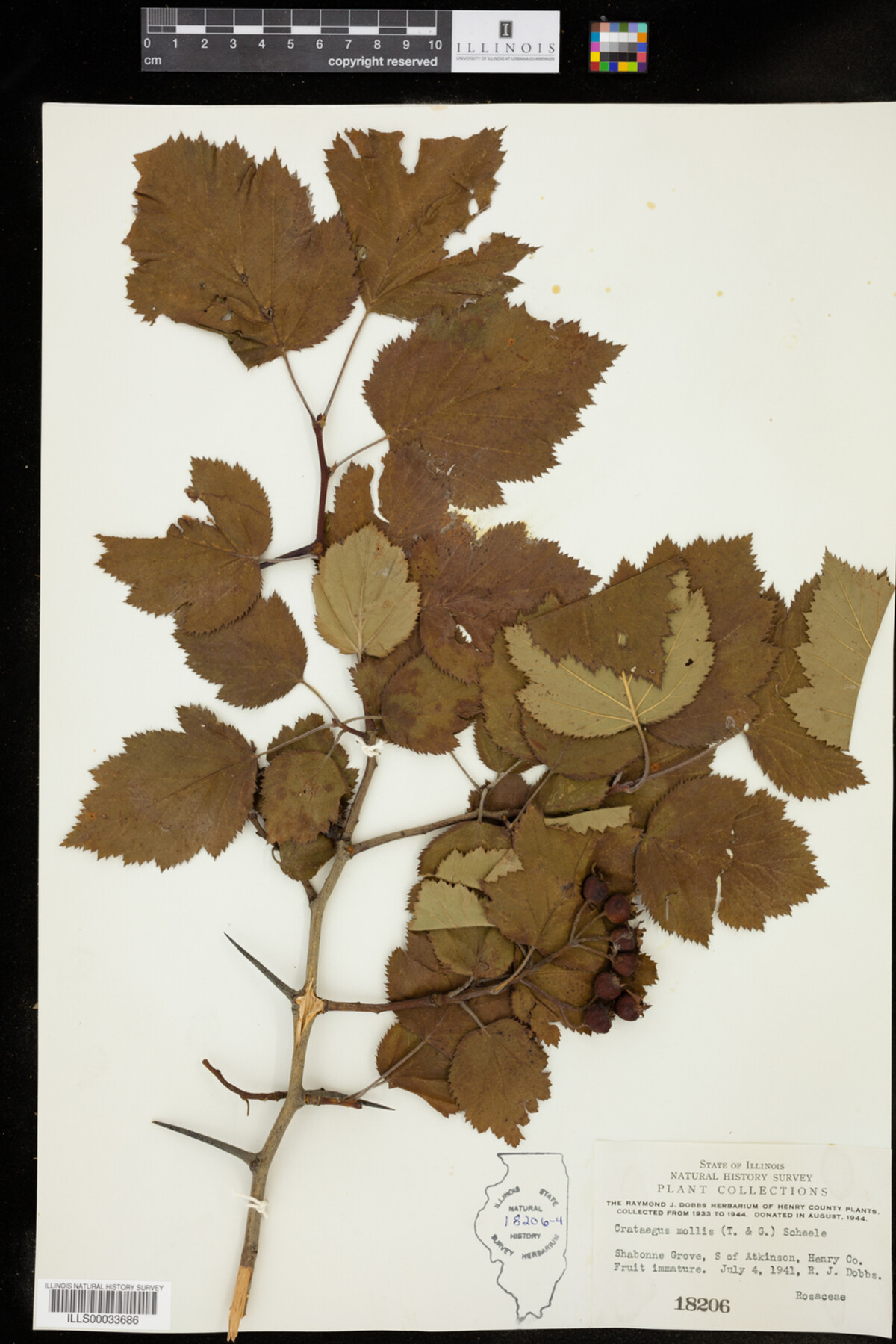Crataegus mollis image