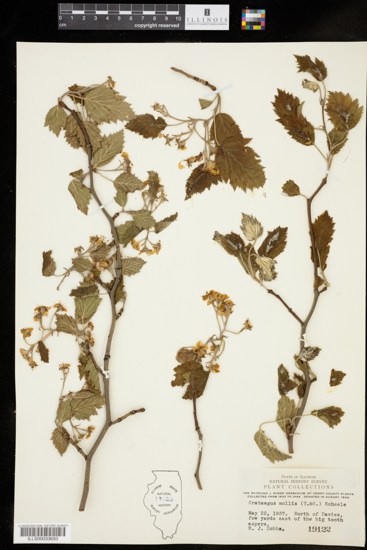 Crataegus mollis image