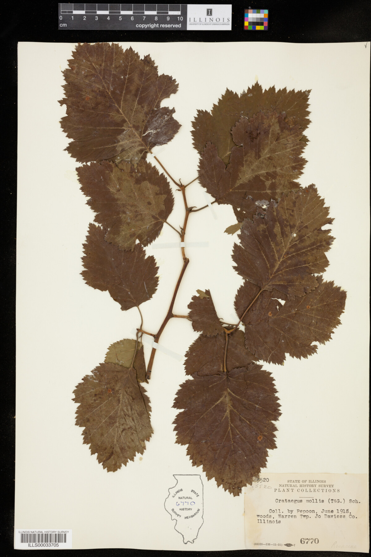 Crataegus mollis image