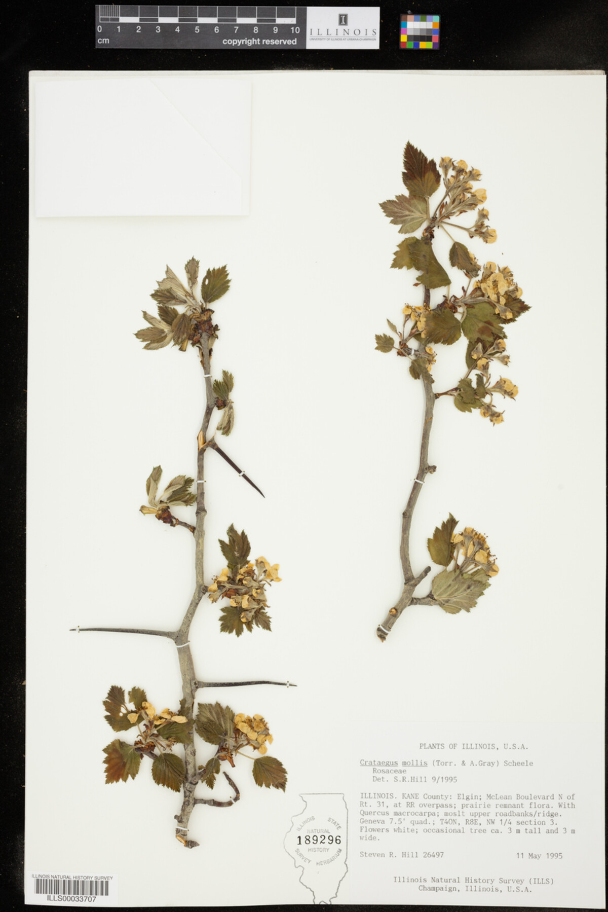 Crataegus mollis image