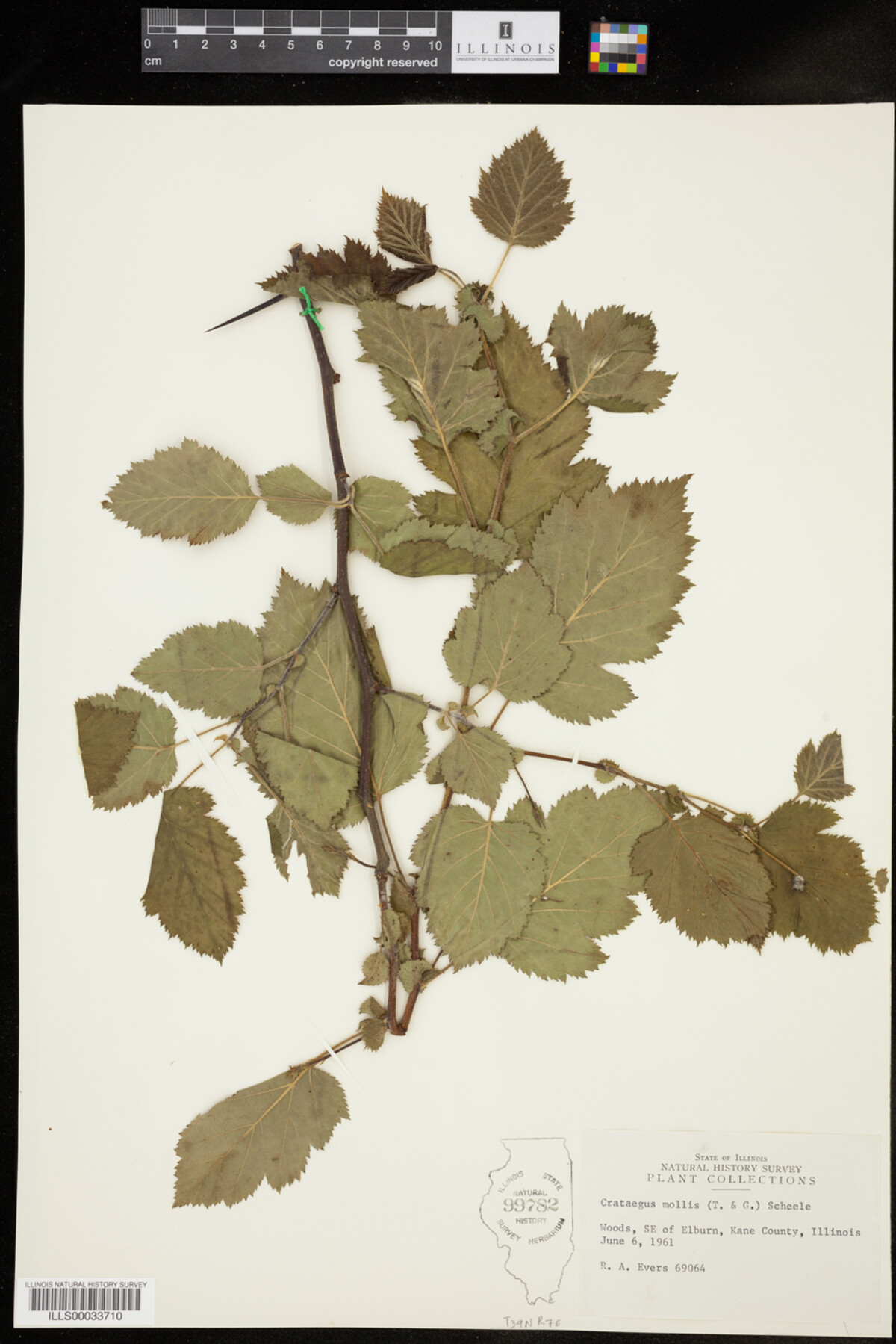 Crataegus mollis image