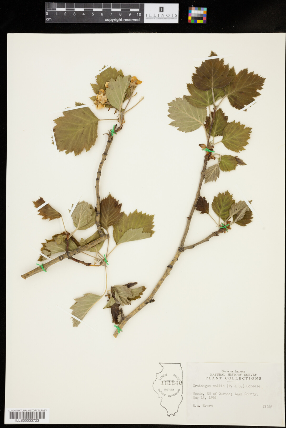 Crataegus mollis image