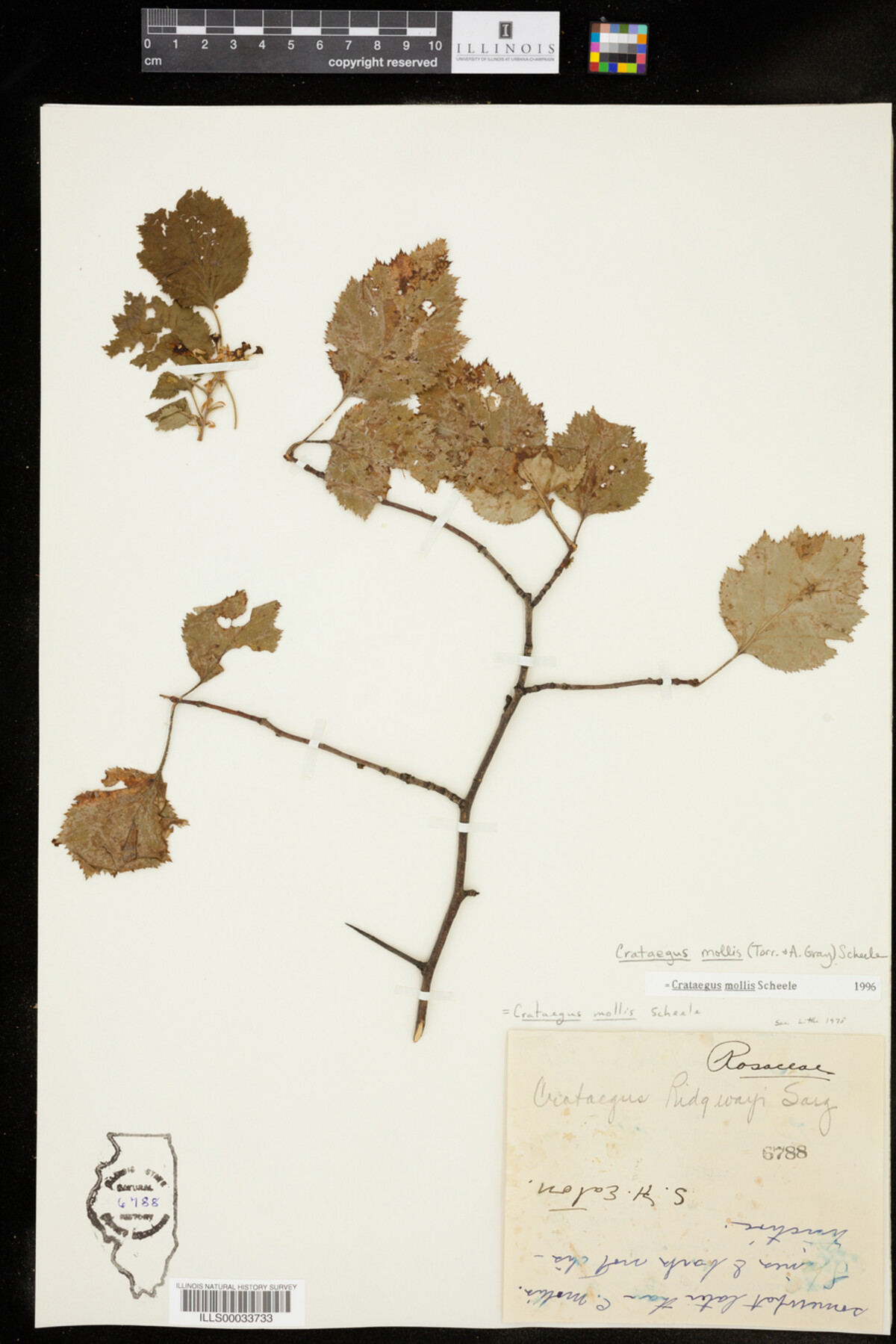 Crataegus mollis image