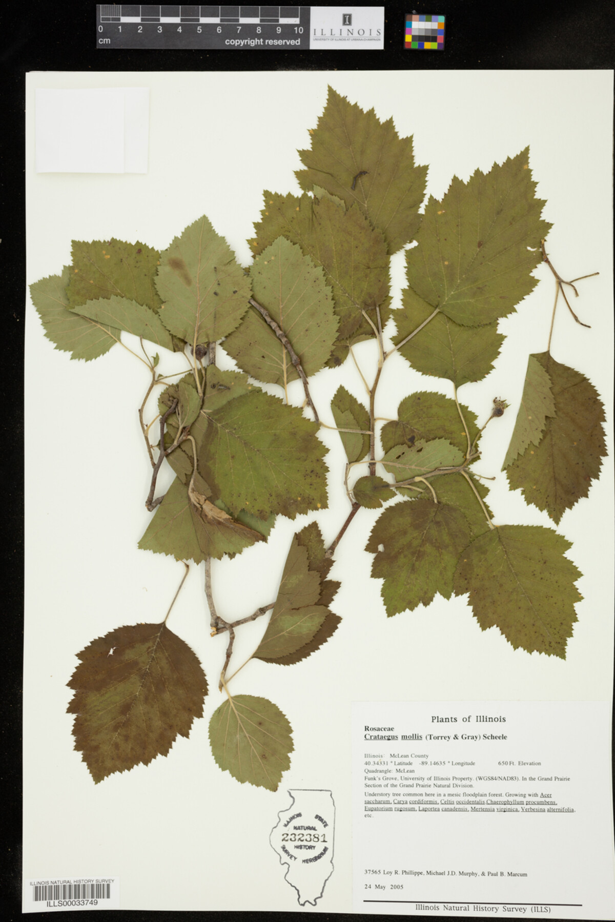 Crataegus mollis image