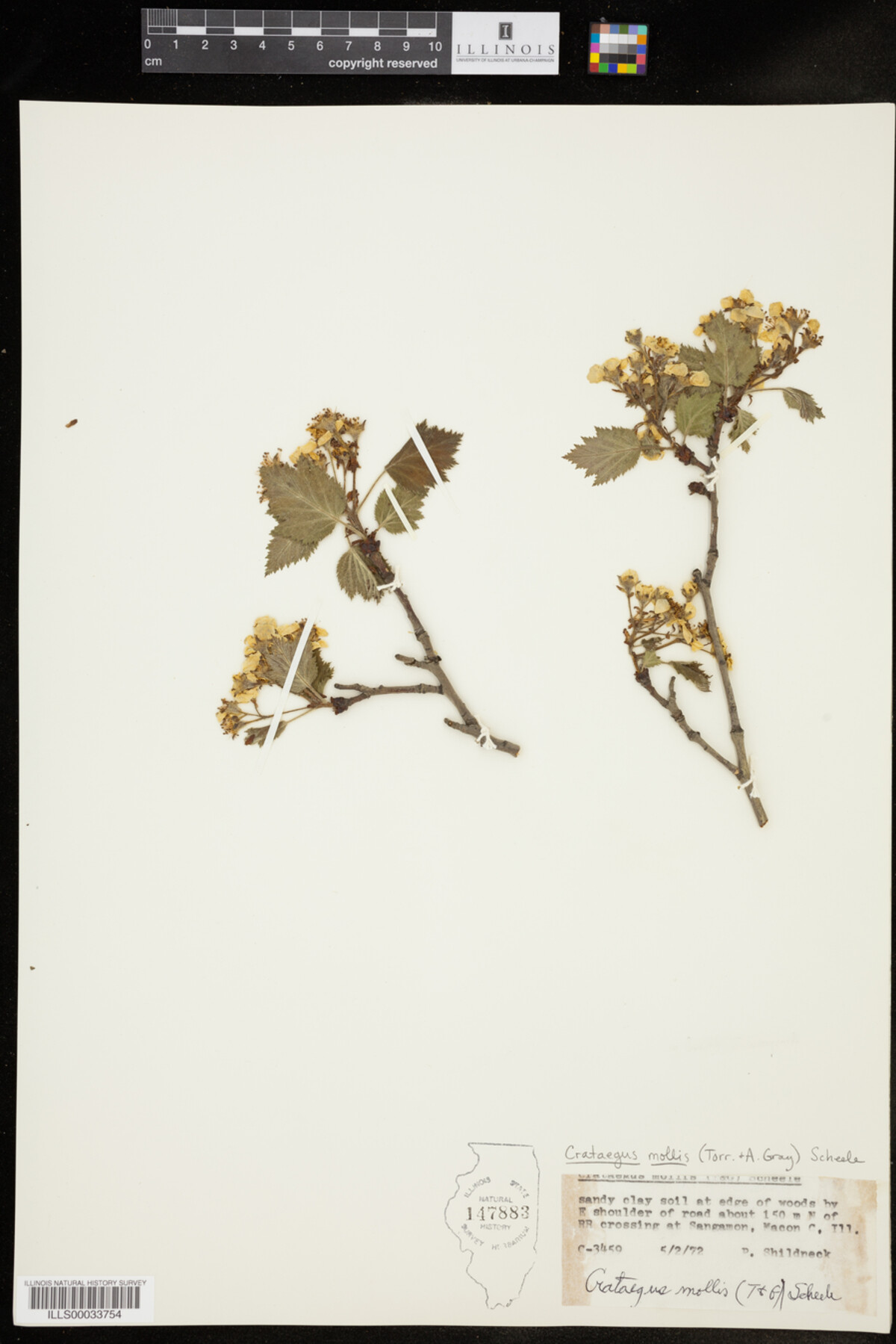 Crataegus mollis image