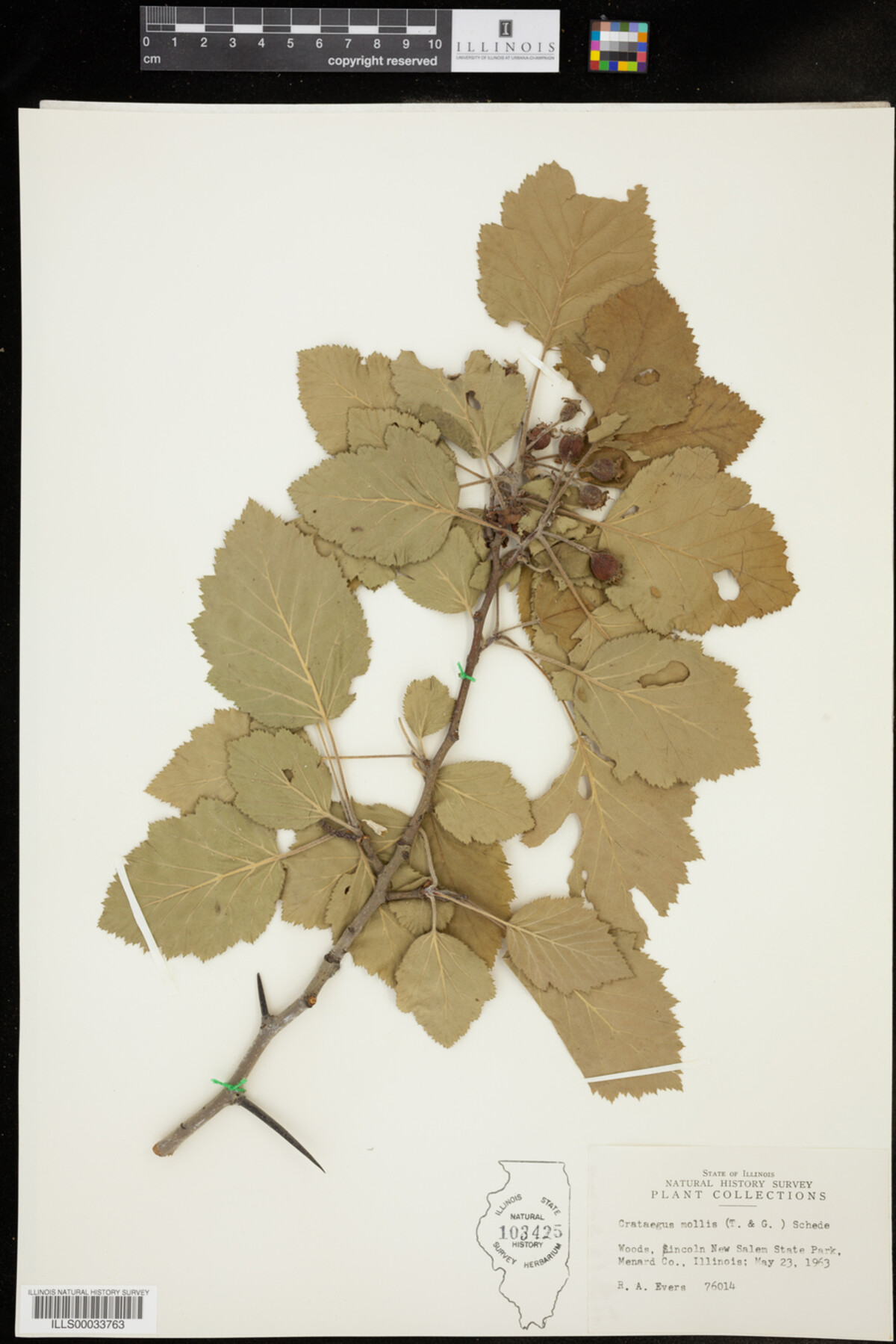 Crataegus mollis image