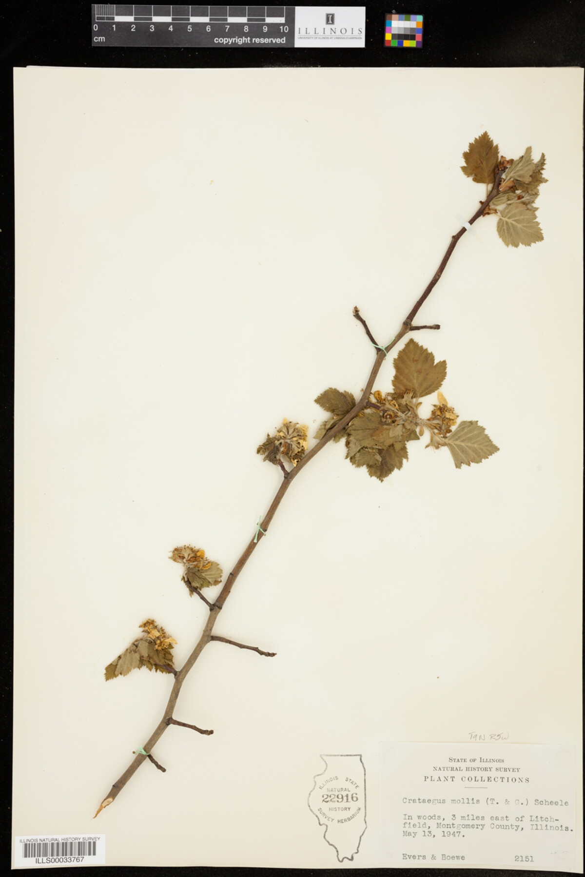 Crataegus mollis image