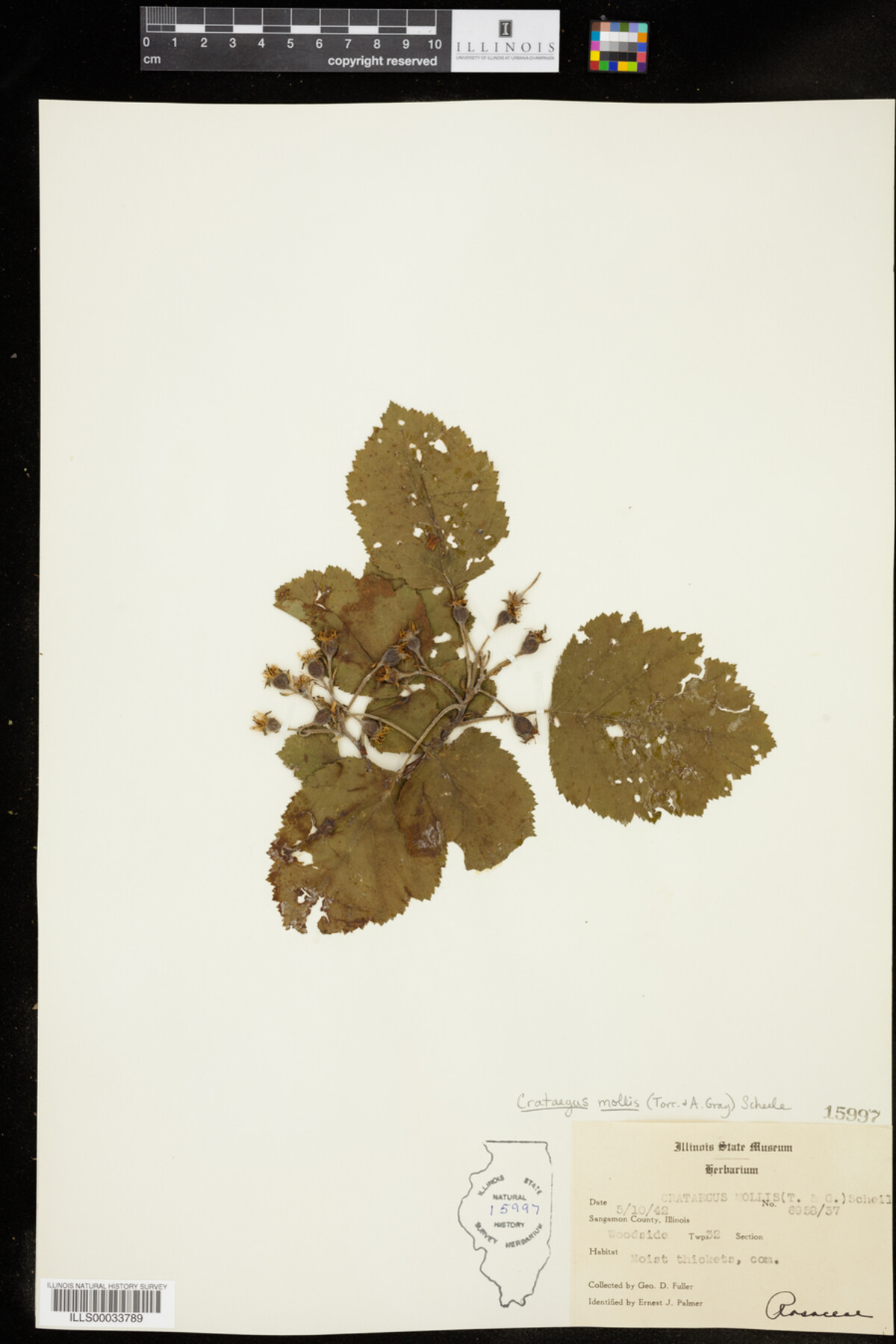 Crataegus mollis image