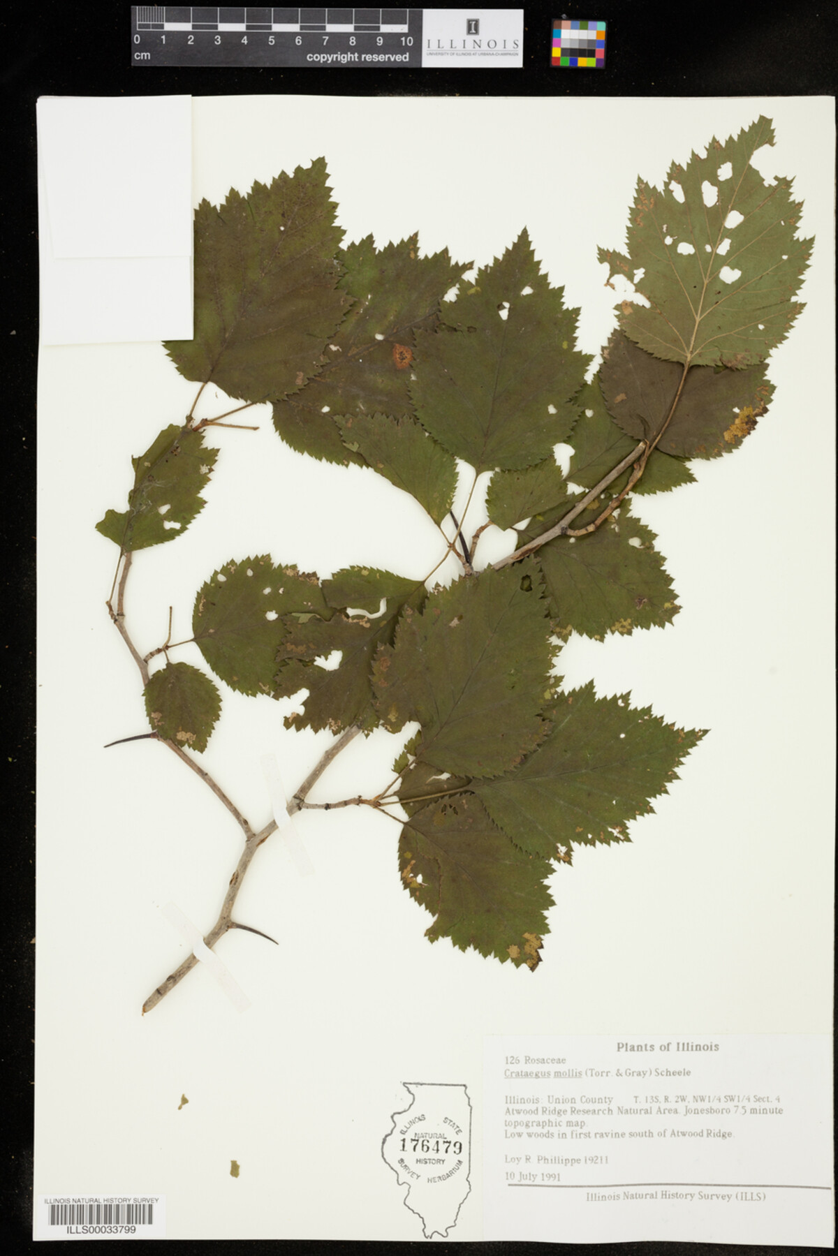 Crataegus mollis image